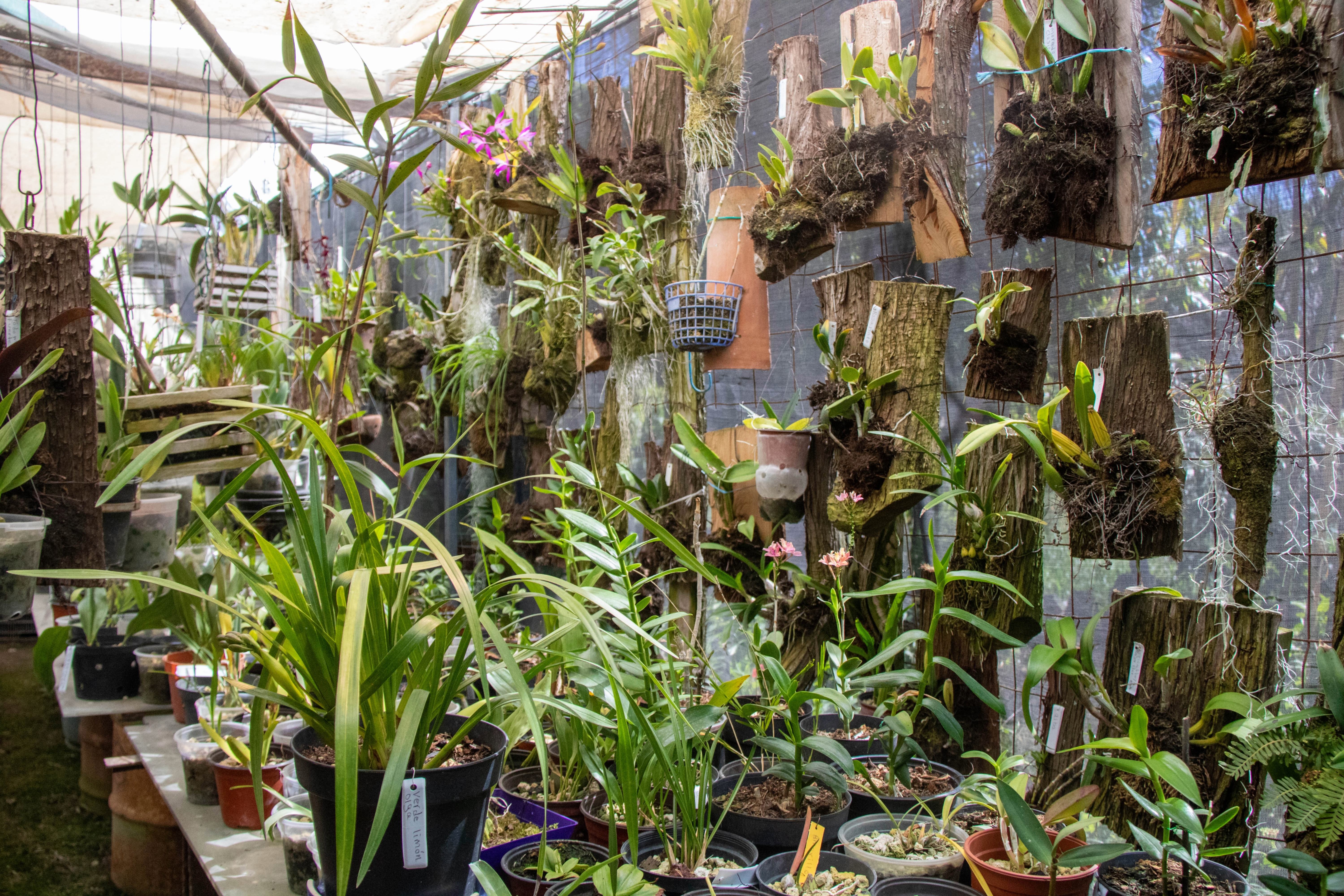 Orquidiario Hueyapan