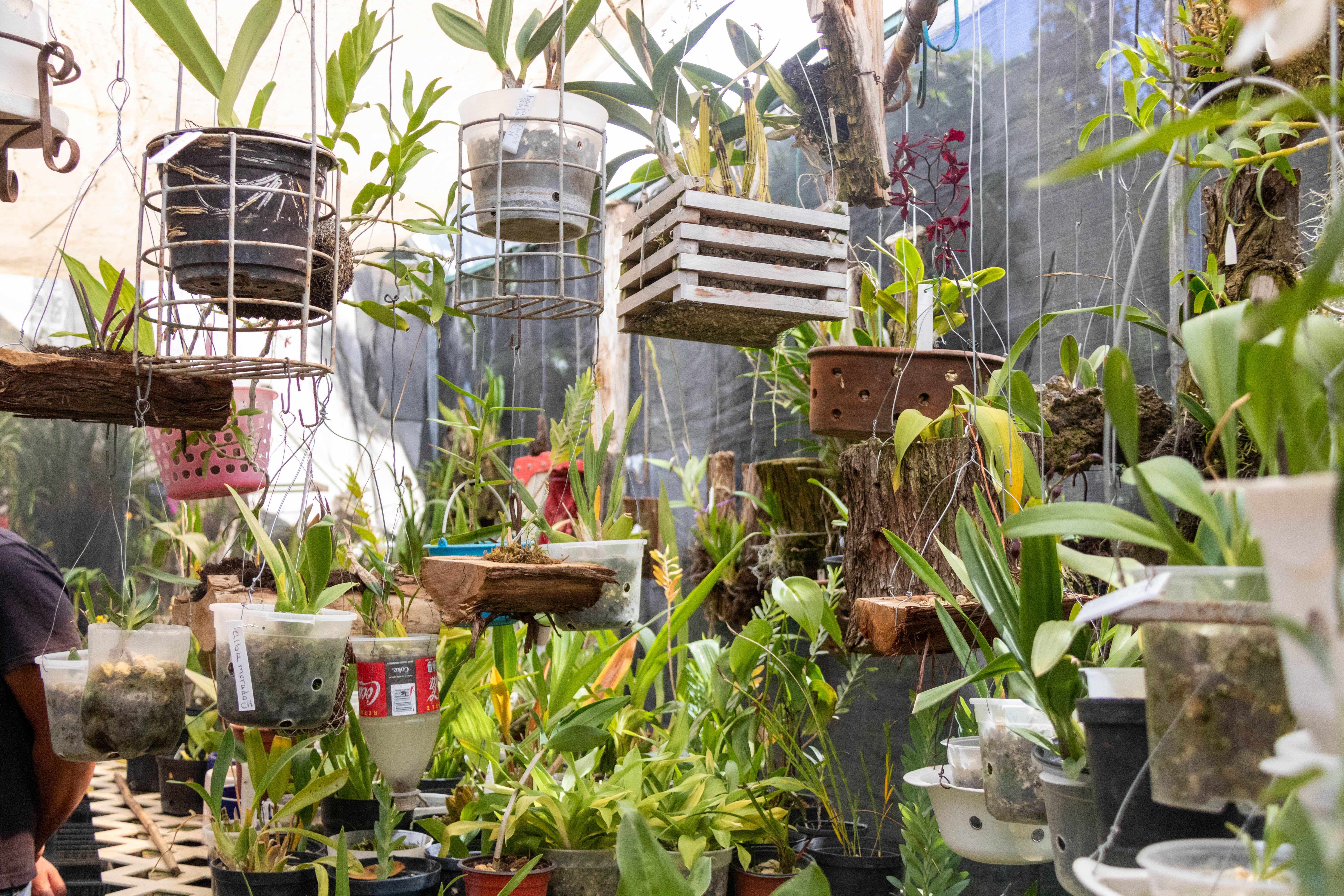 Orquidiario Hueyapan