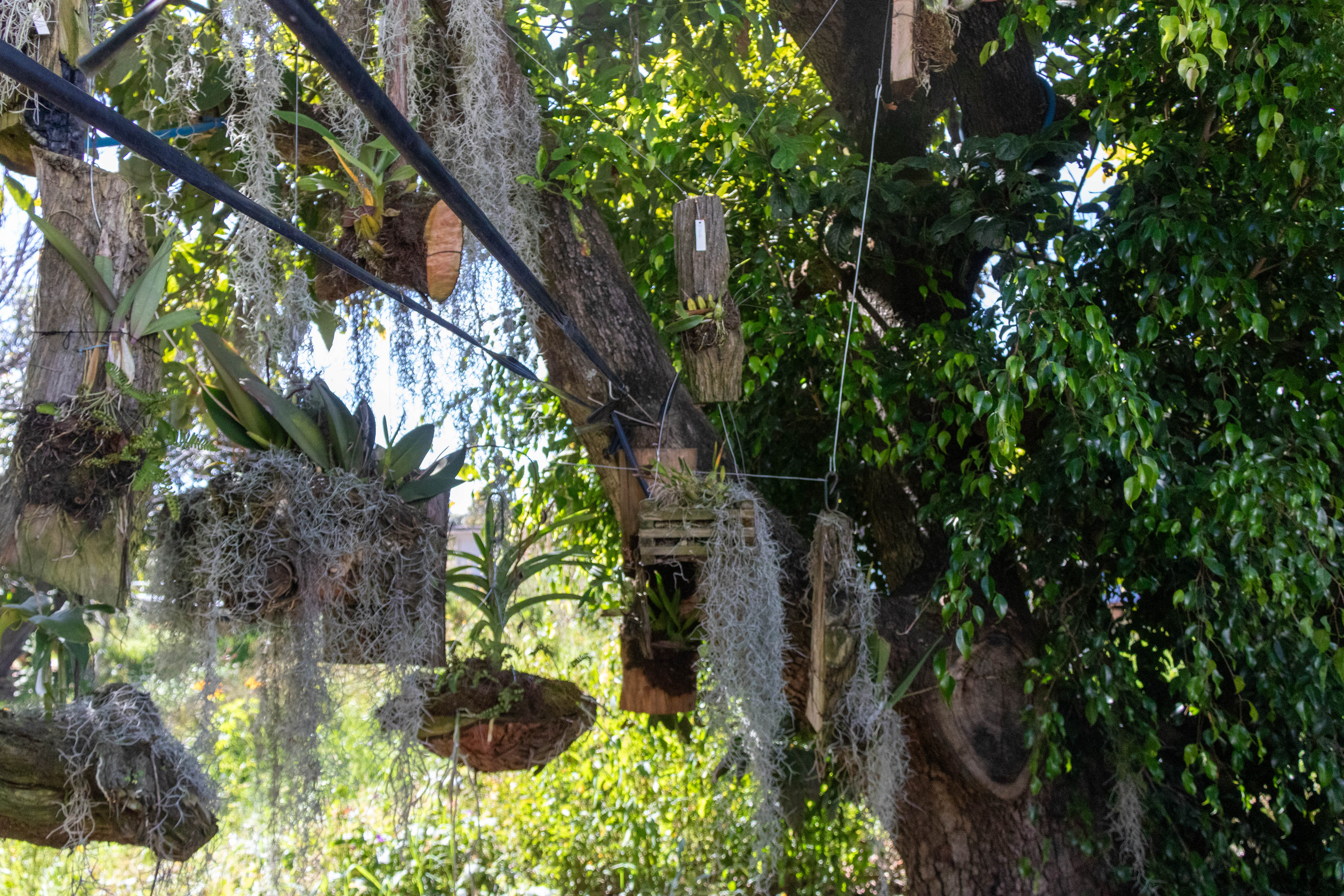 Orquidiario Hueyapan