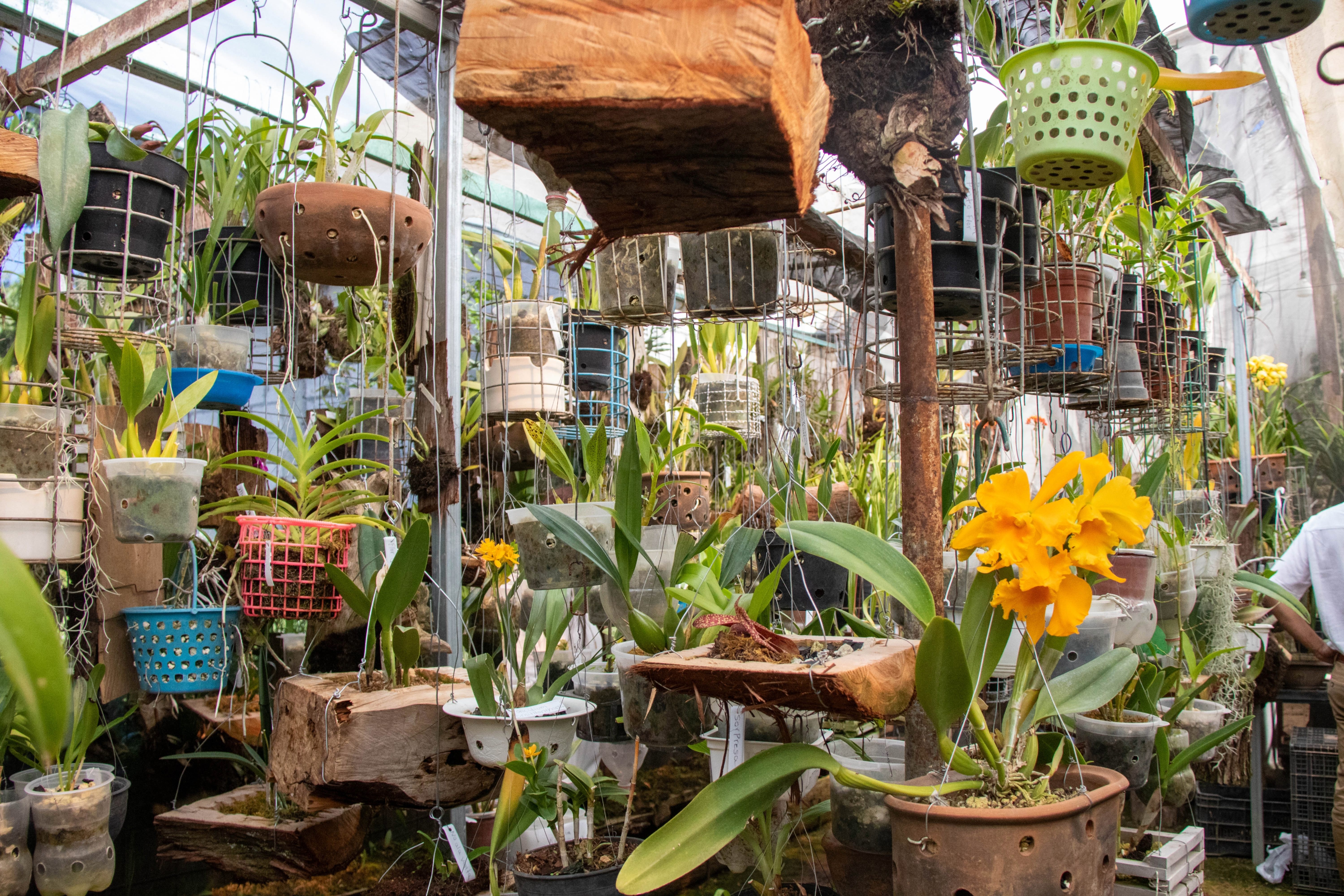 Orquidiario Hueyapan