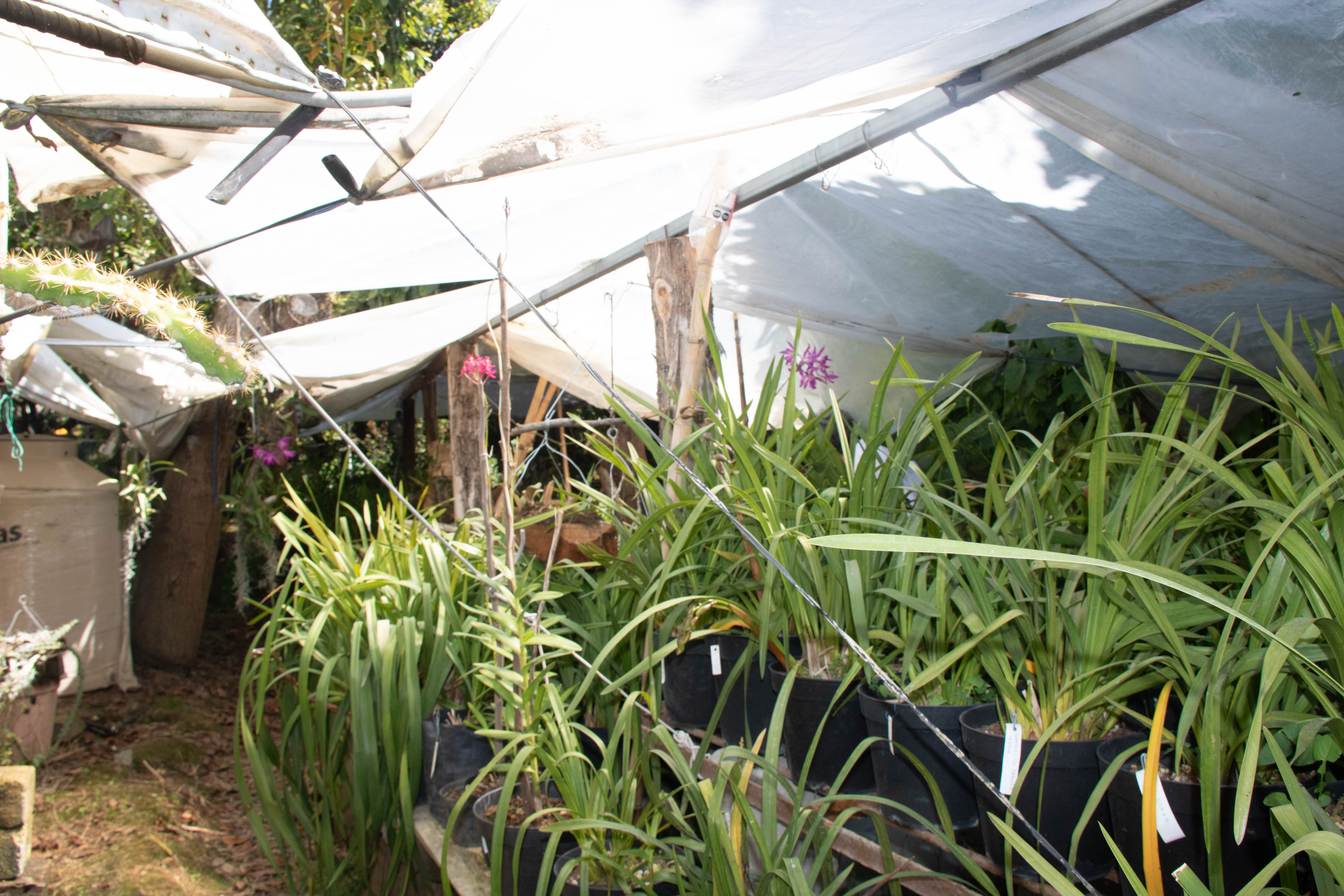 Orquidiario Hueyapan