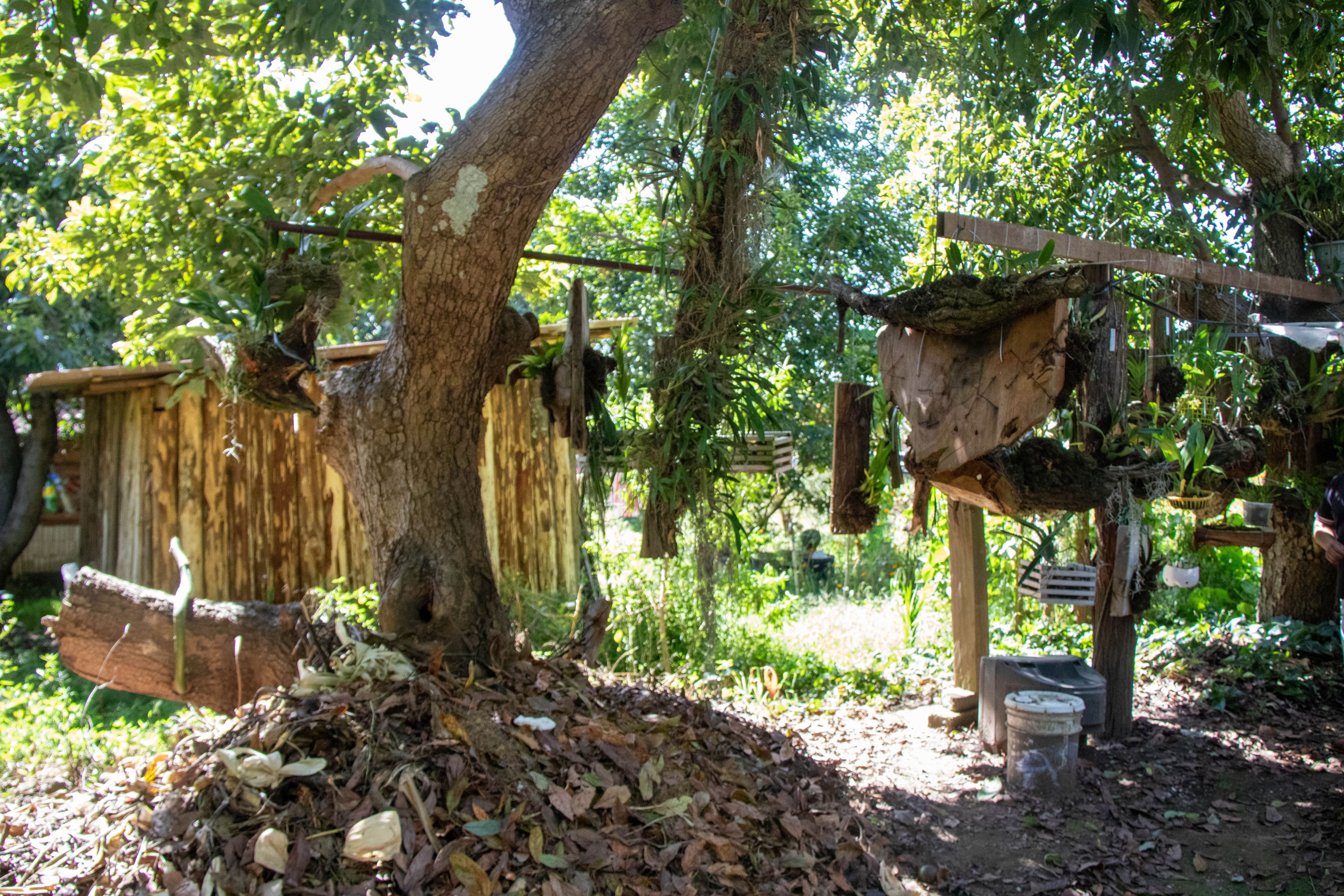 Orquidiario Hueyapan