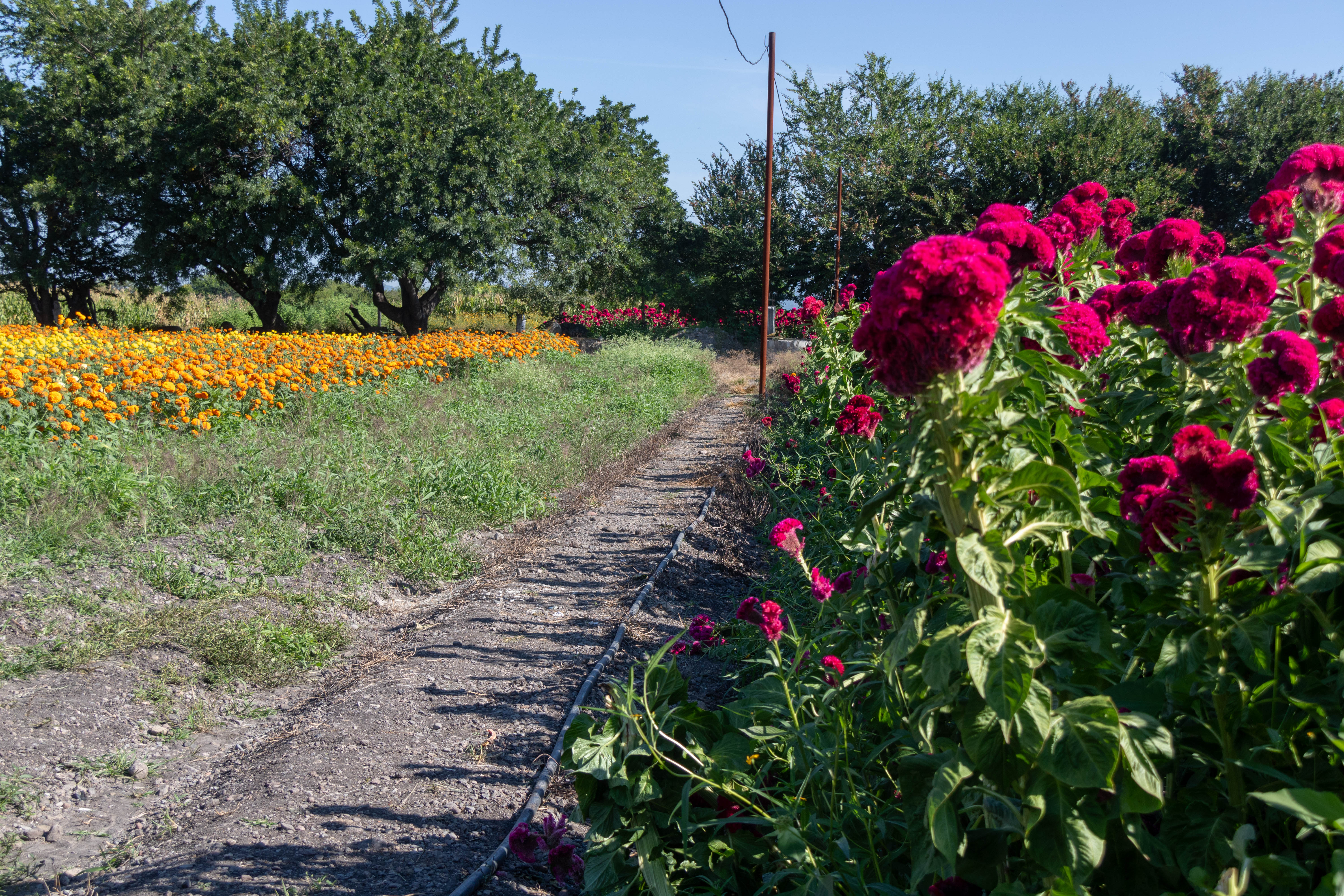 Campos de Cempasuchil (Octubre)