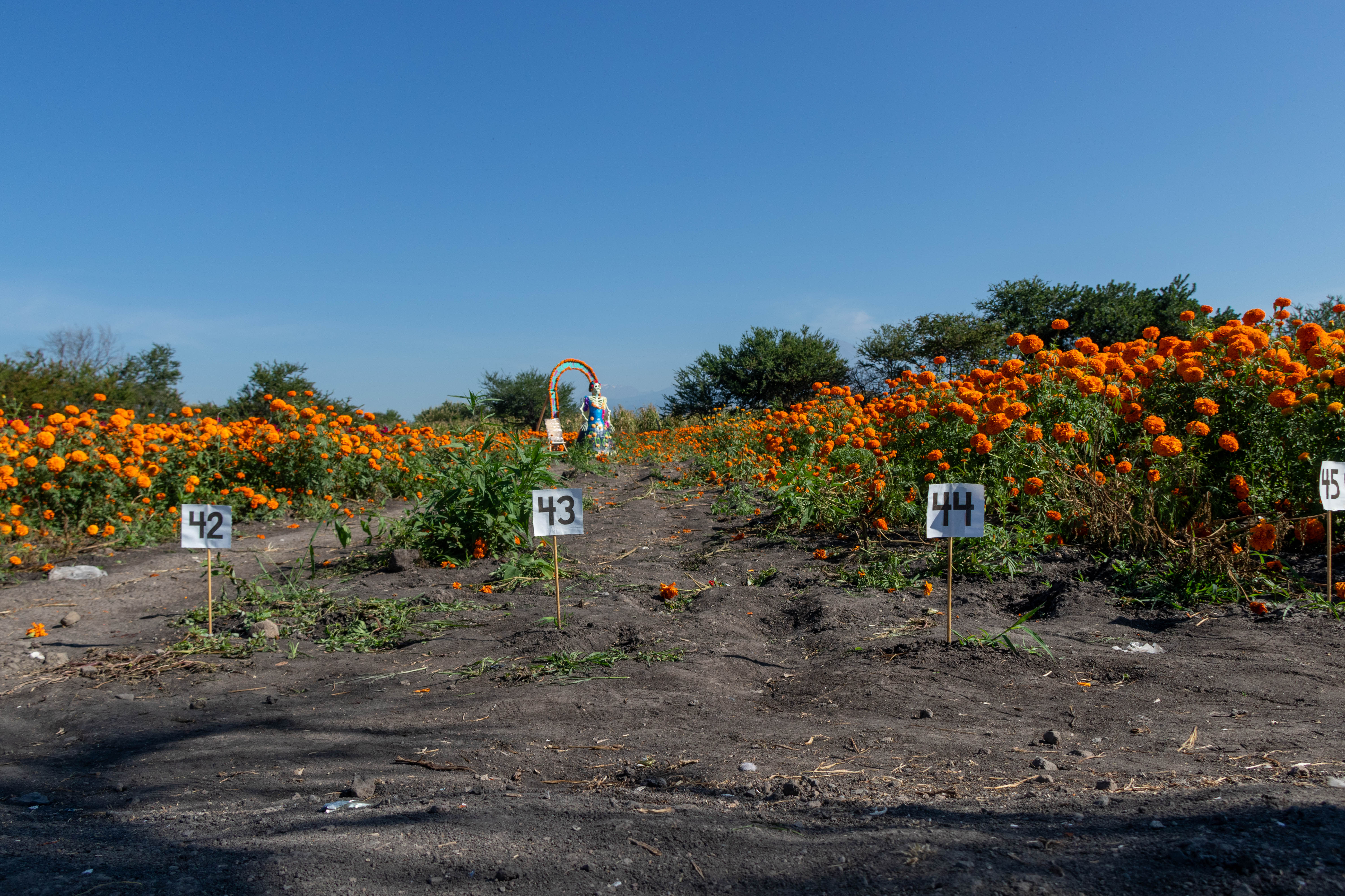 Campos de Cempasuchil (Octubre)