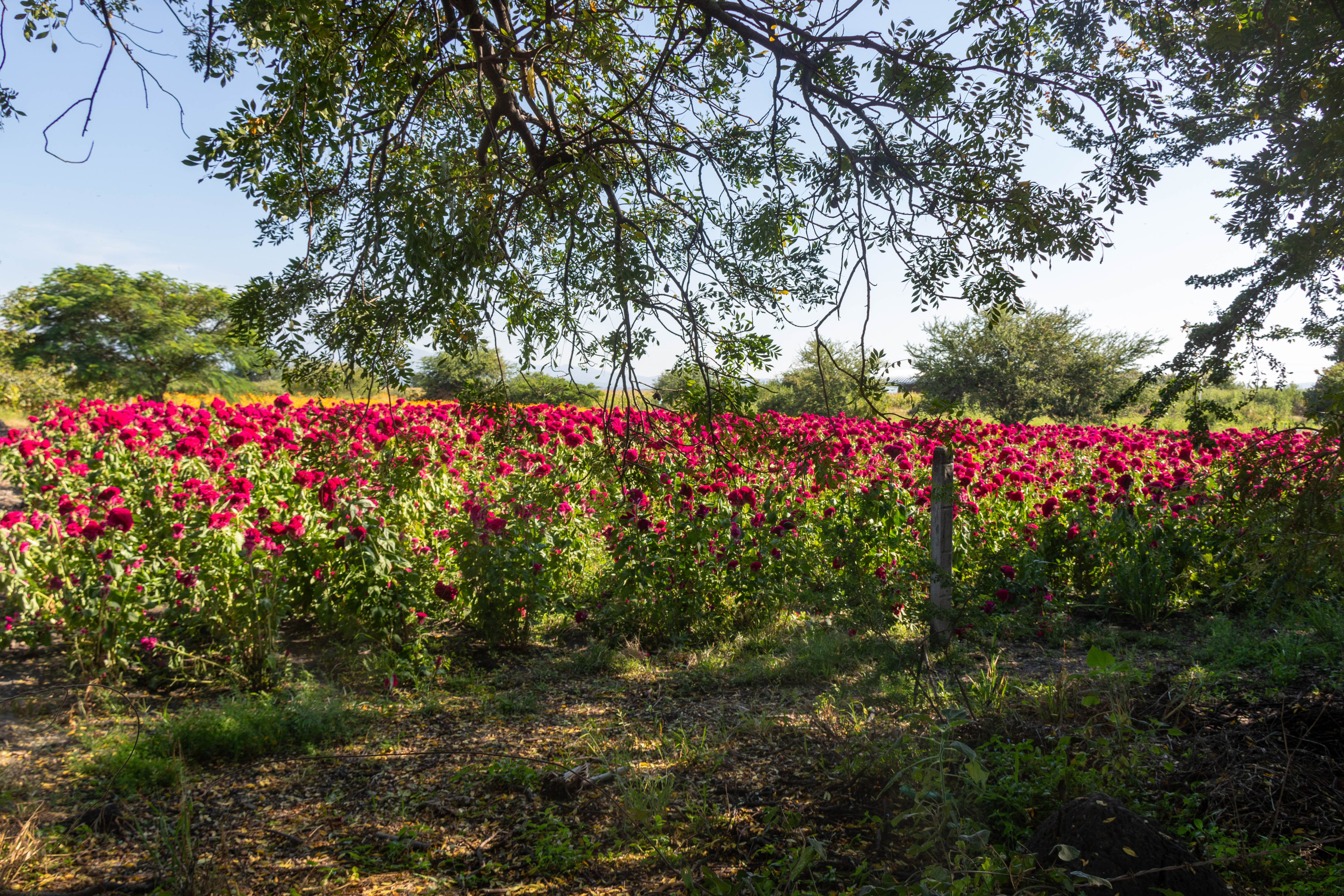 Campos de Cempasuchil (Octubre)