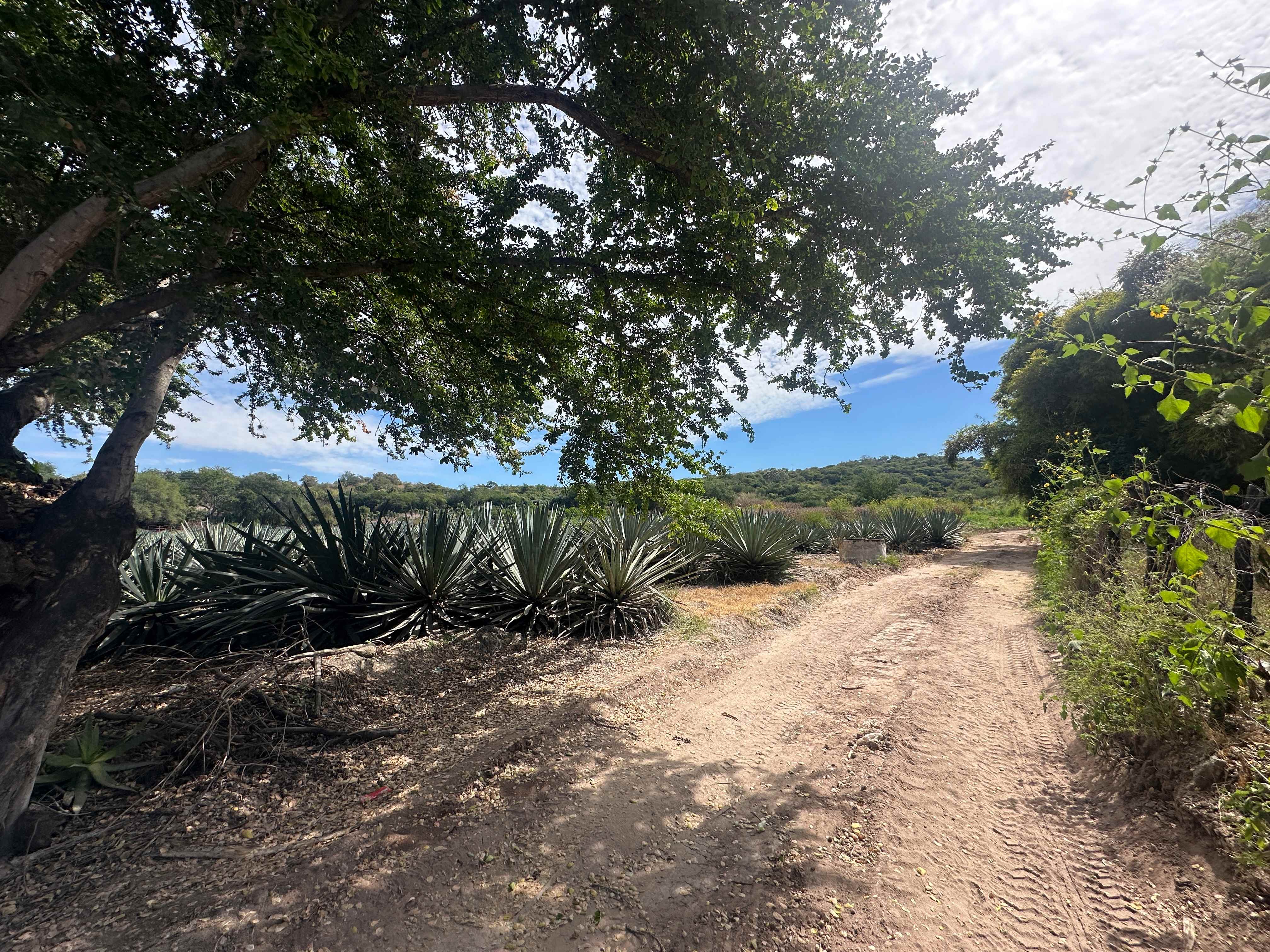 Campos de Agave Matamoros