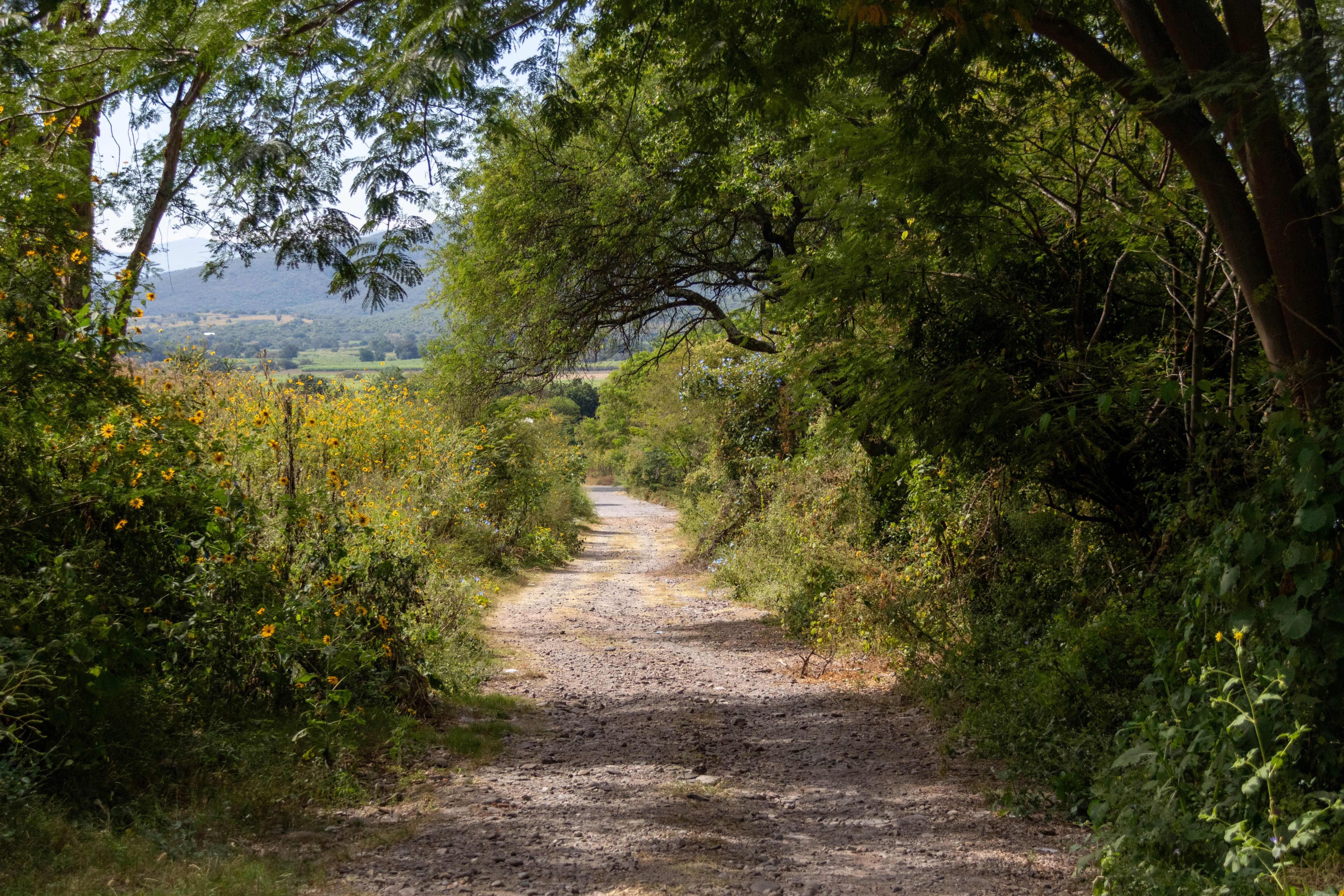 Camino Lindero de los Clavellinos