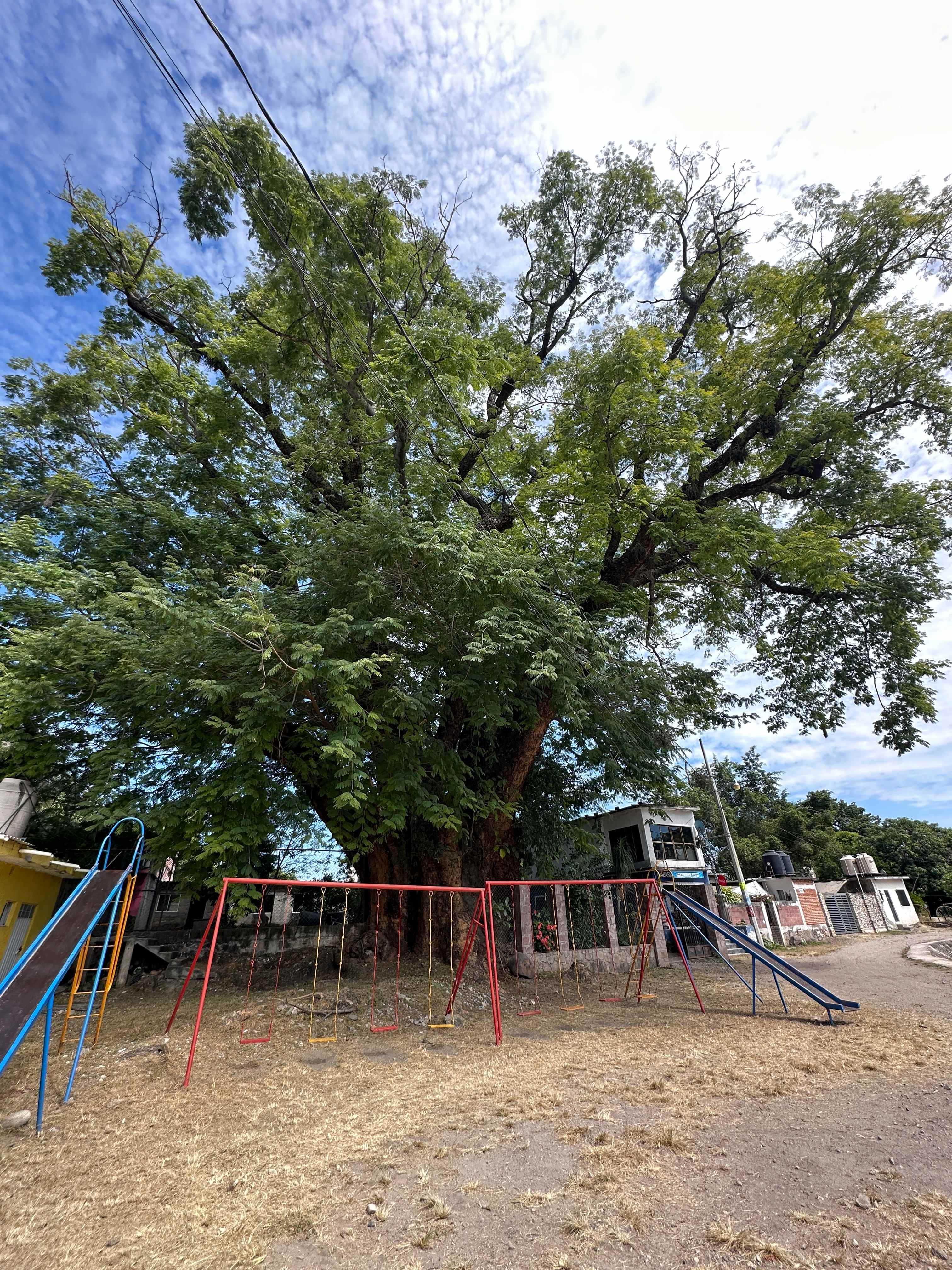 Parota Cuauchichinola