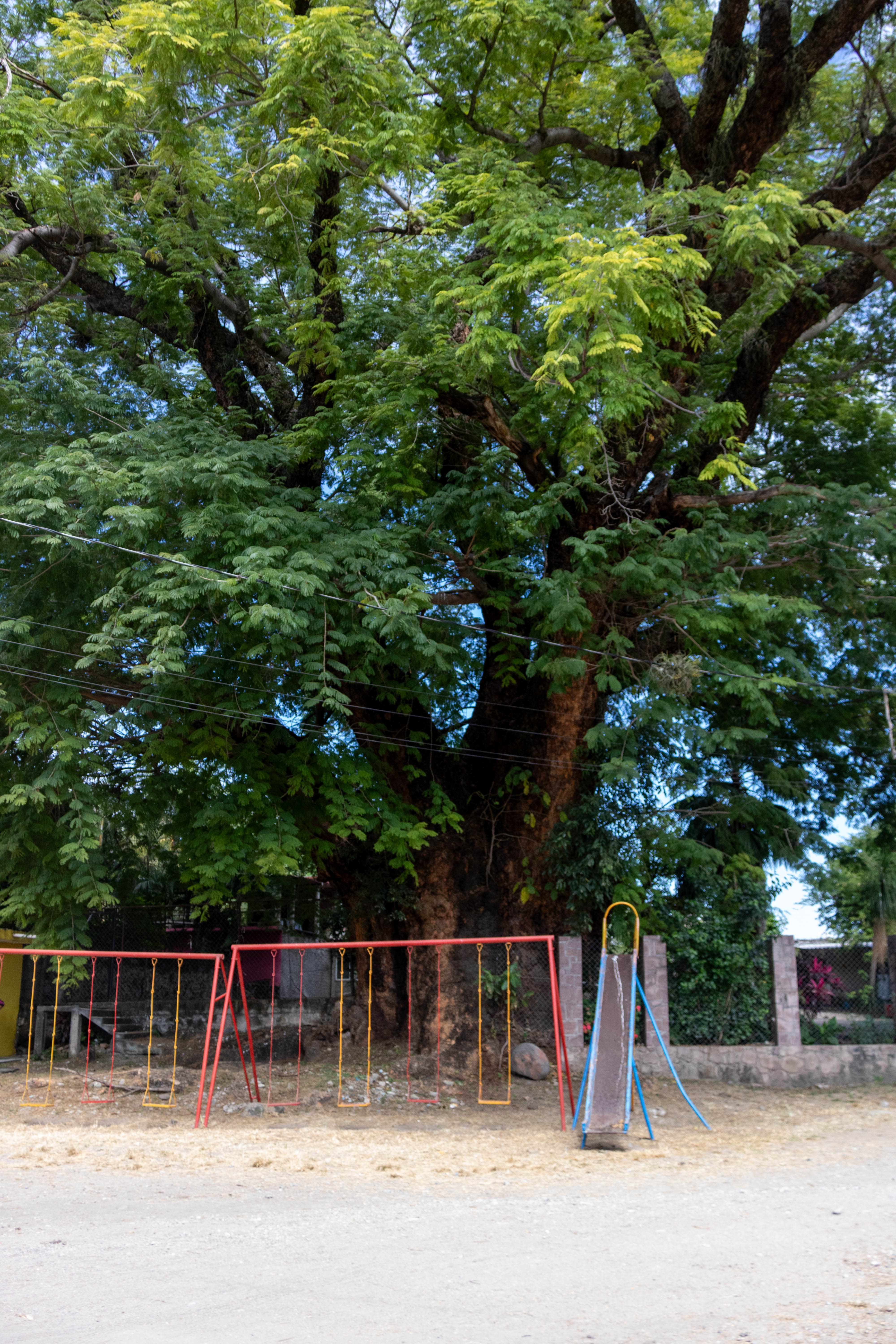 Parota Cuauchichinola