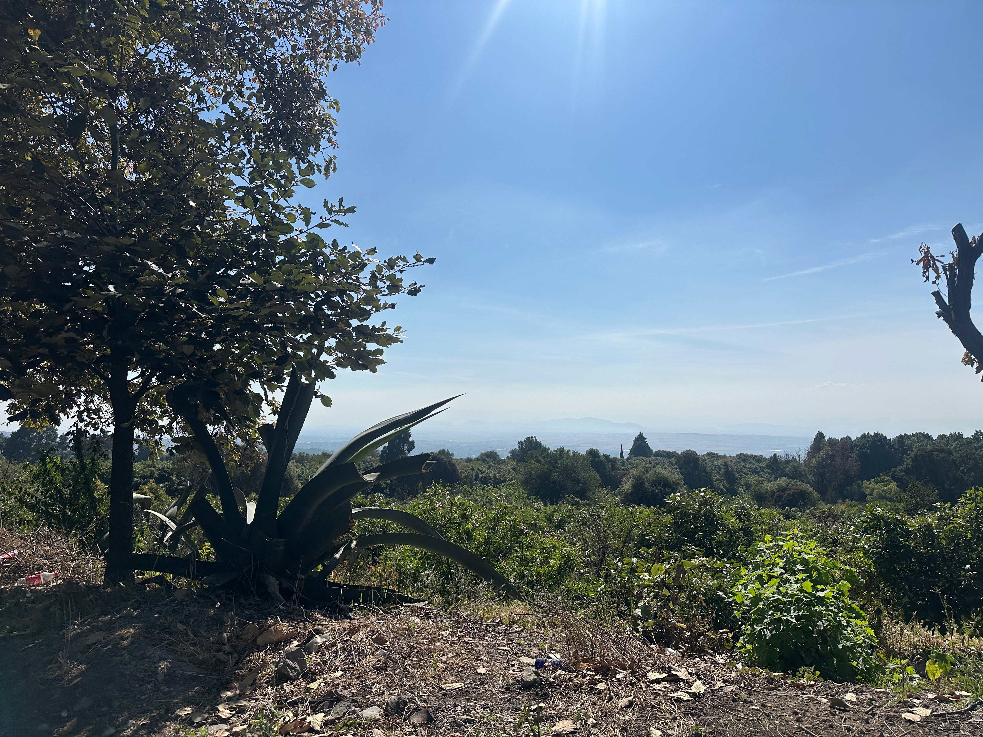 Campos de Aguacate y Durazno