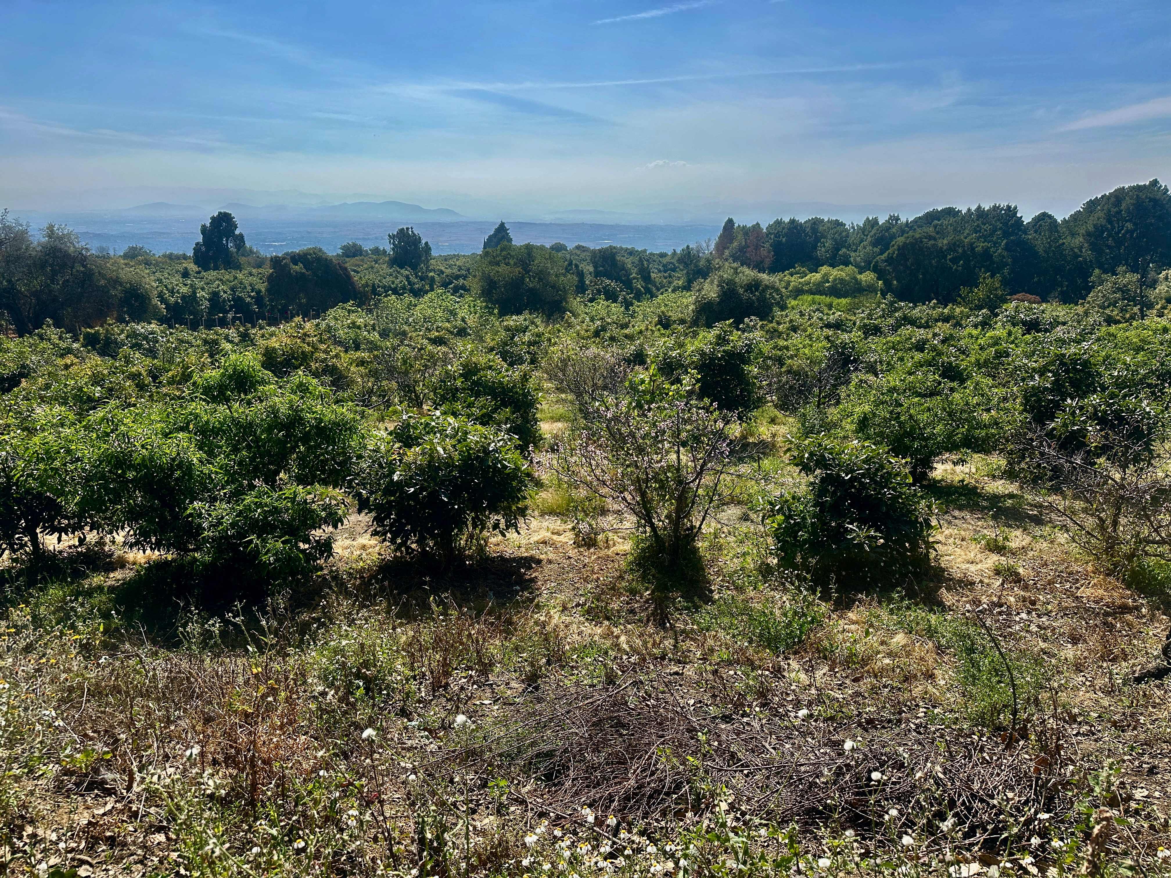 Campos de Aguacate y Durazno