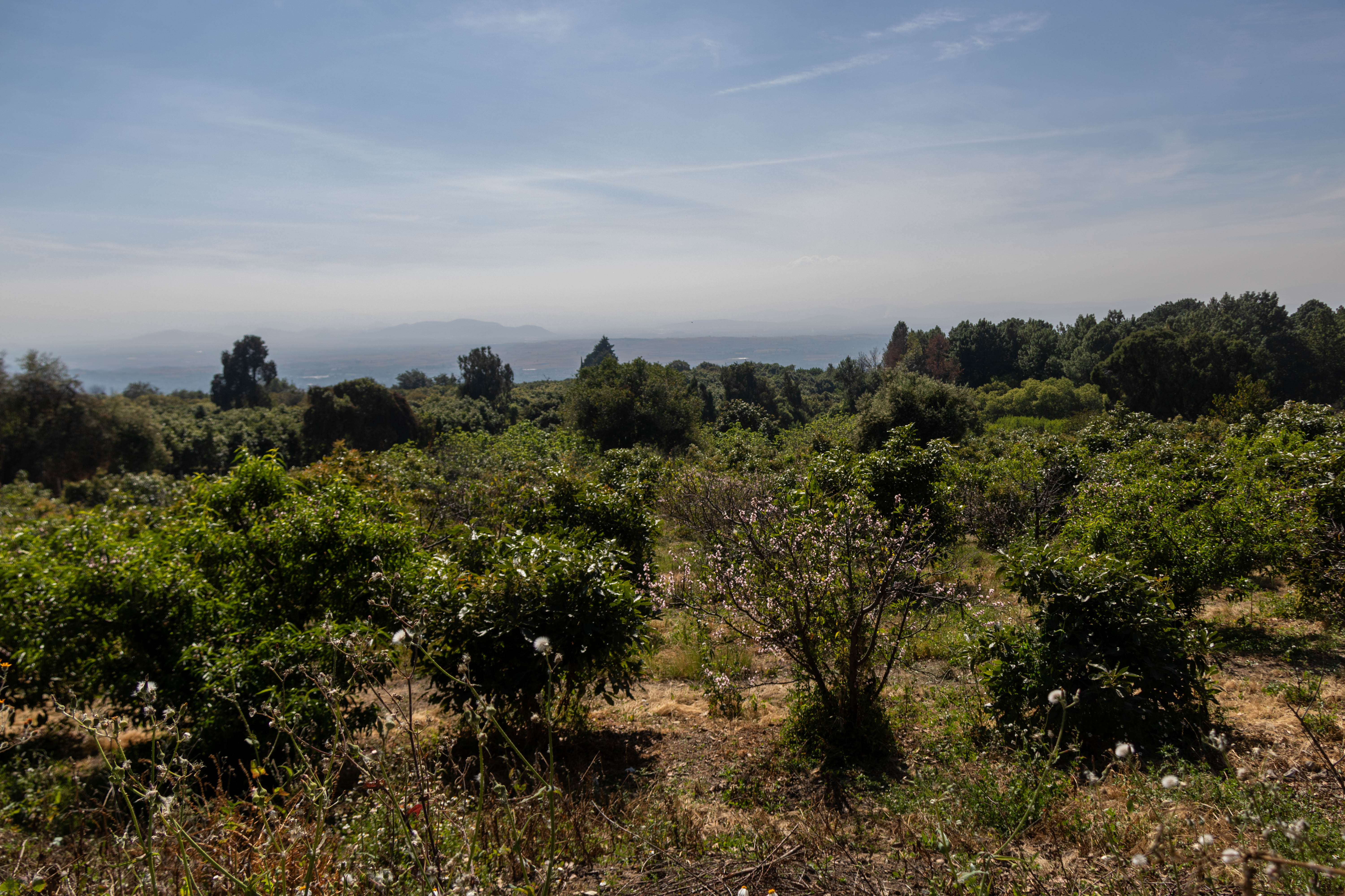 Campos de Aguacate y Durazno