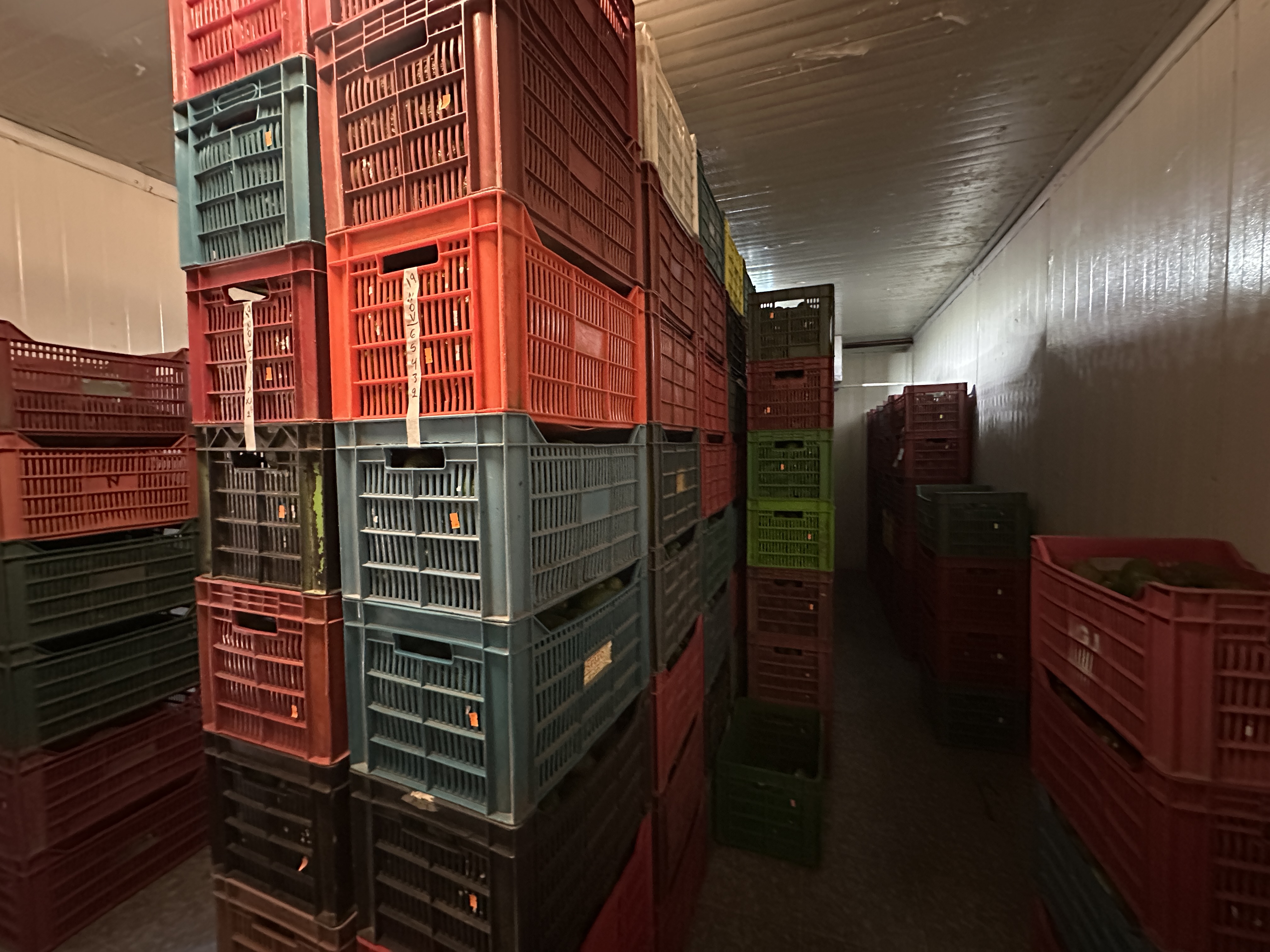 Empacadora de Aguacate "Oro Verde"