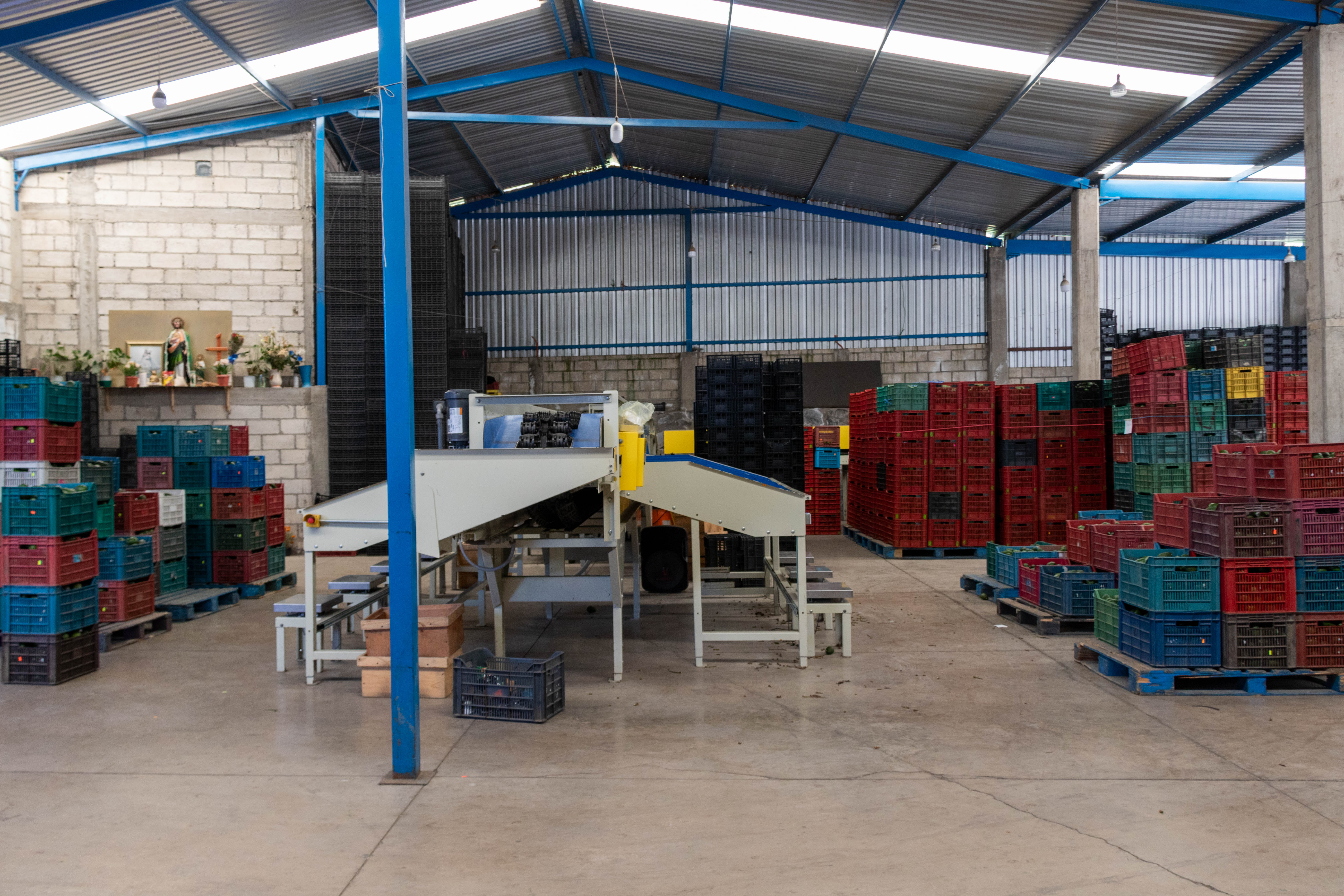 Empacadora de Aguacate "Oro Verde"