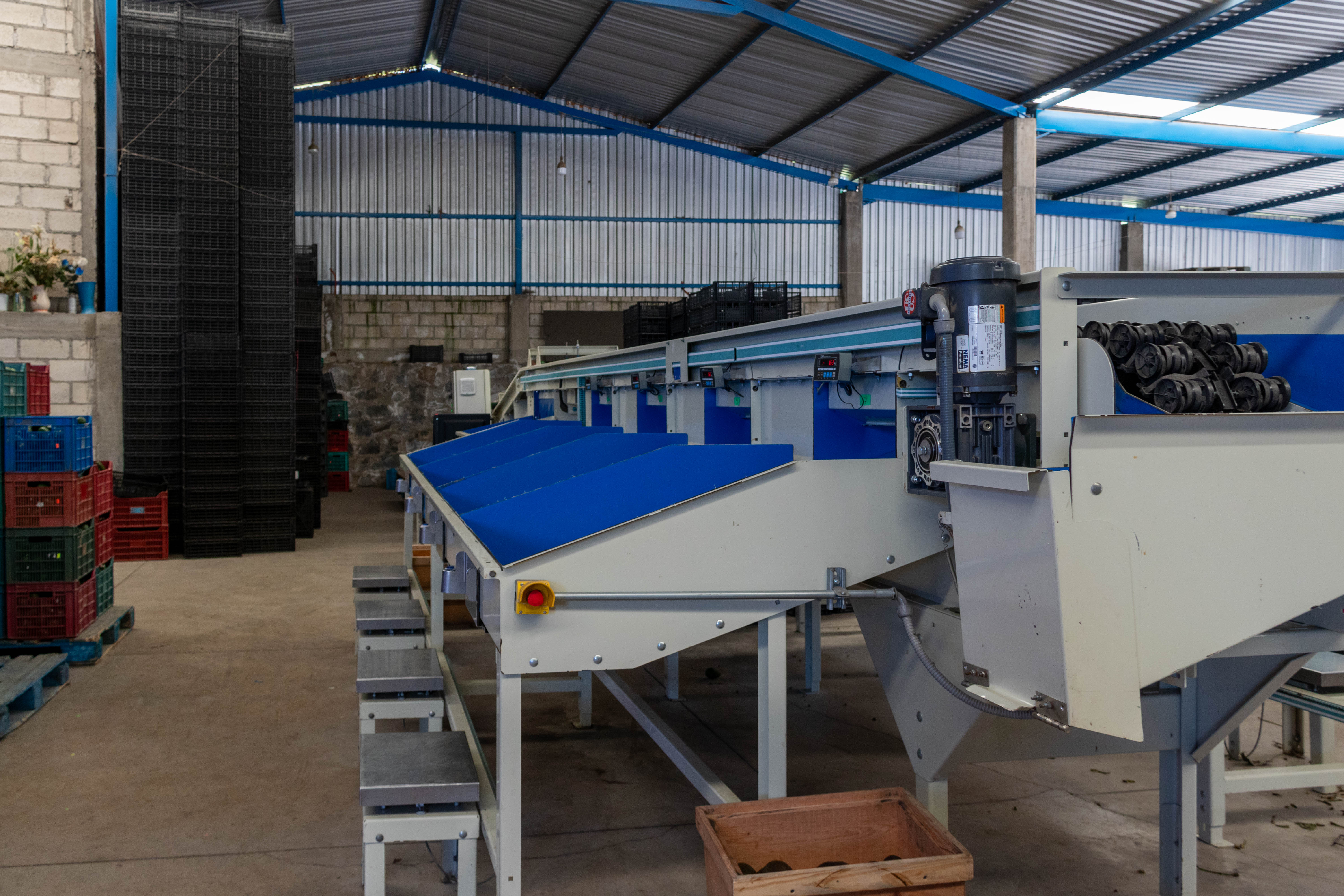 Empacadora de Aguacate "Oro Verde"