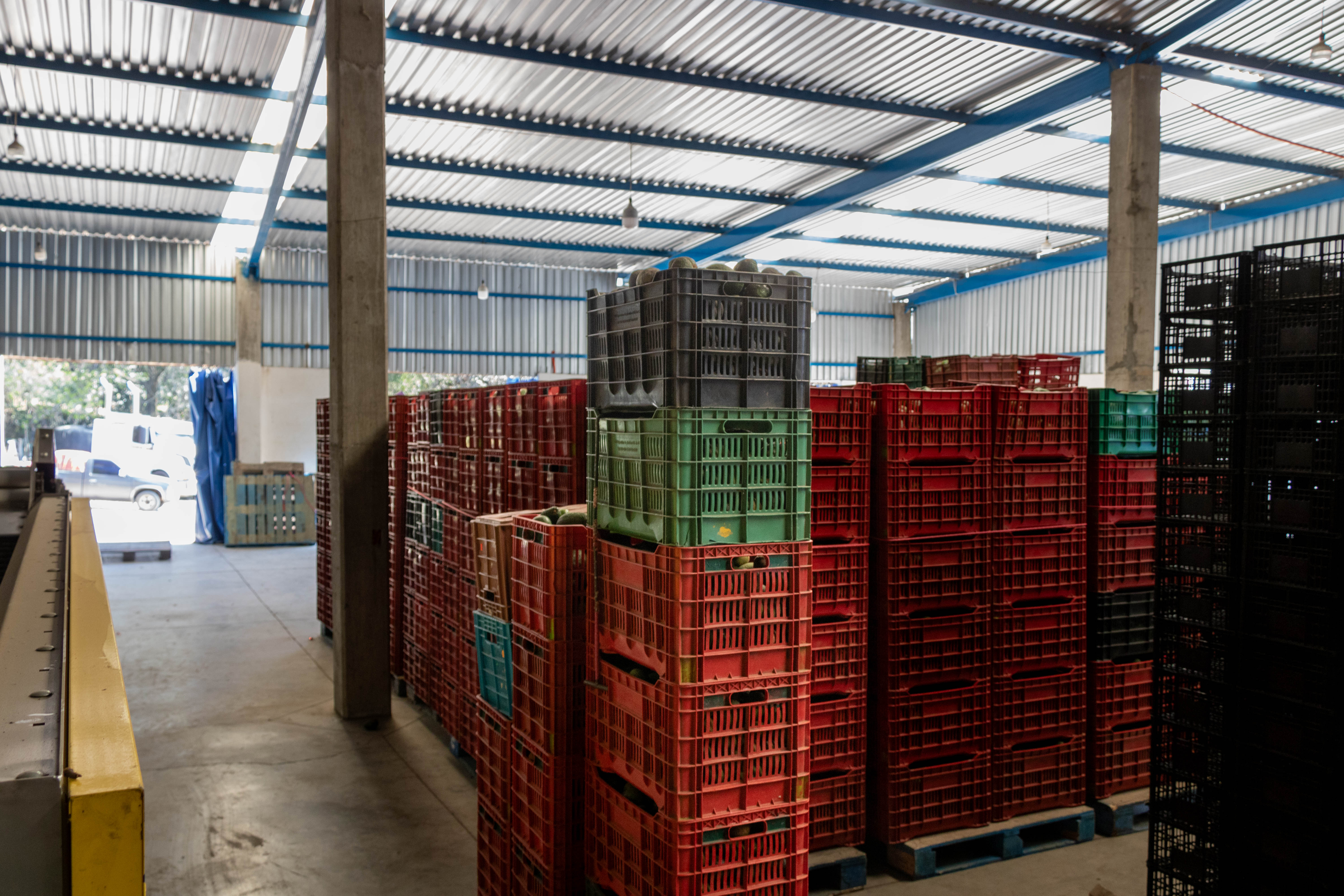 Empacadora de Aguacate "Oro Verde"