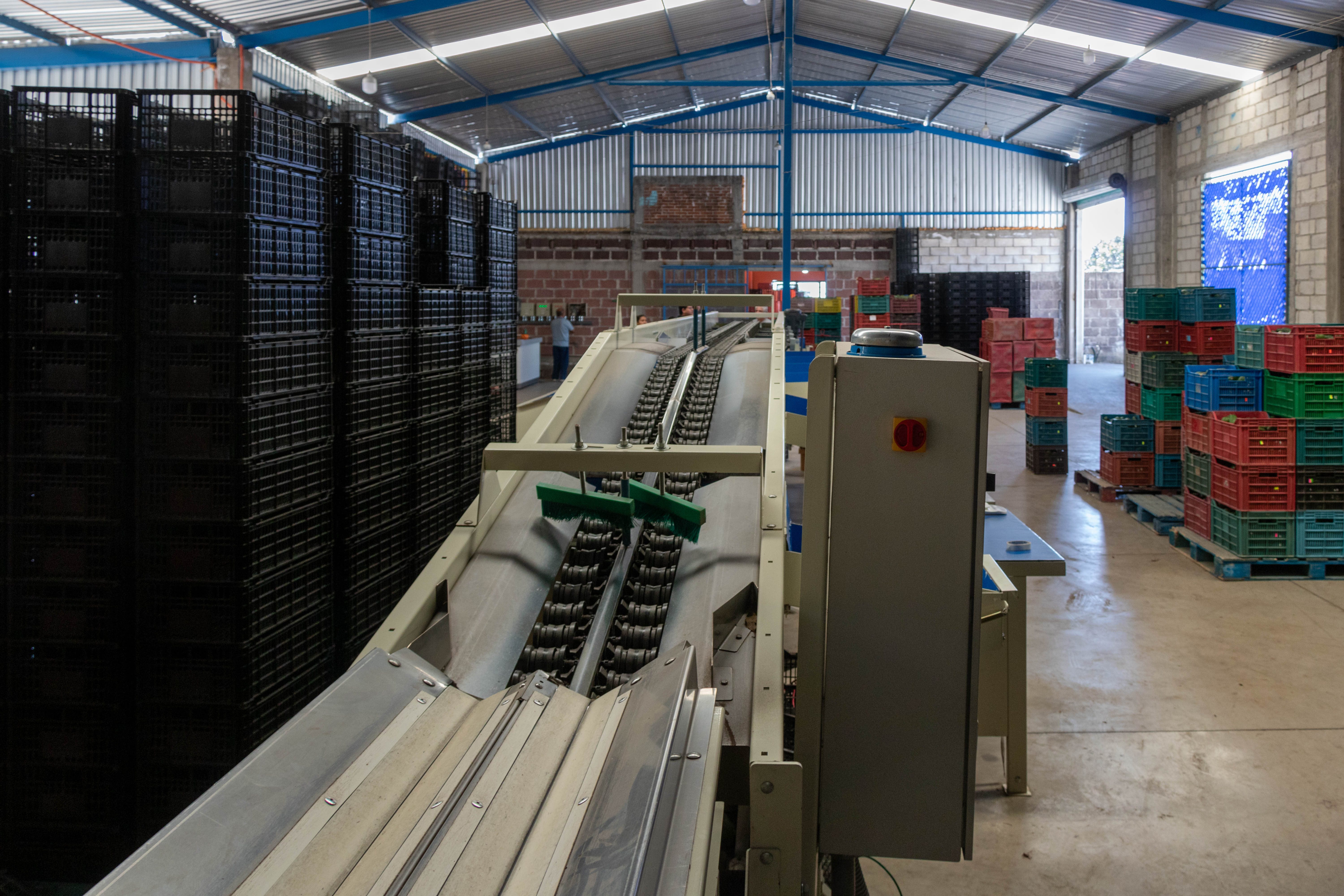 Empacadora de Aguacate "Oro Verde"