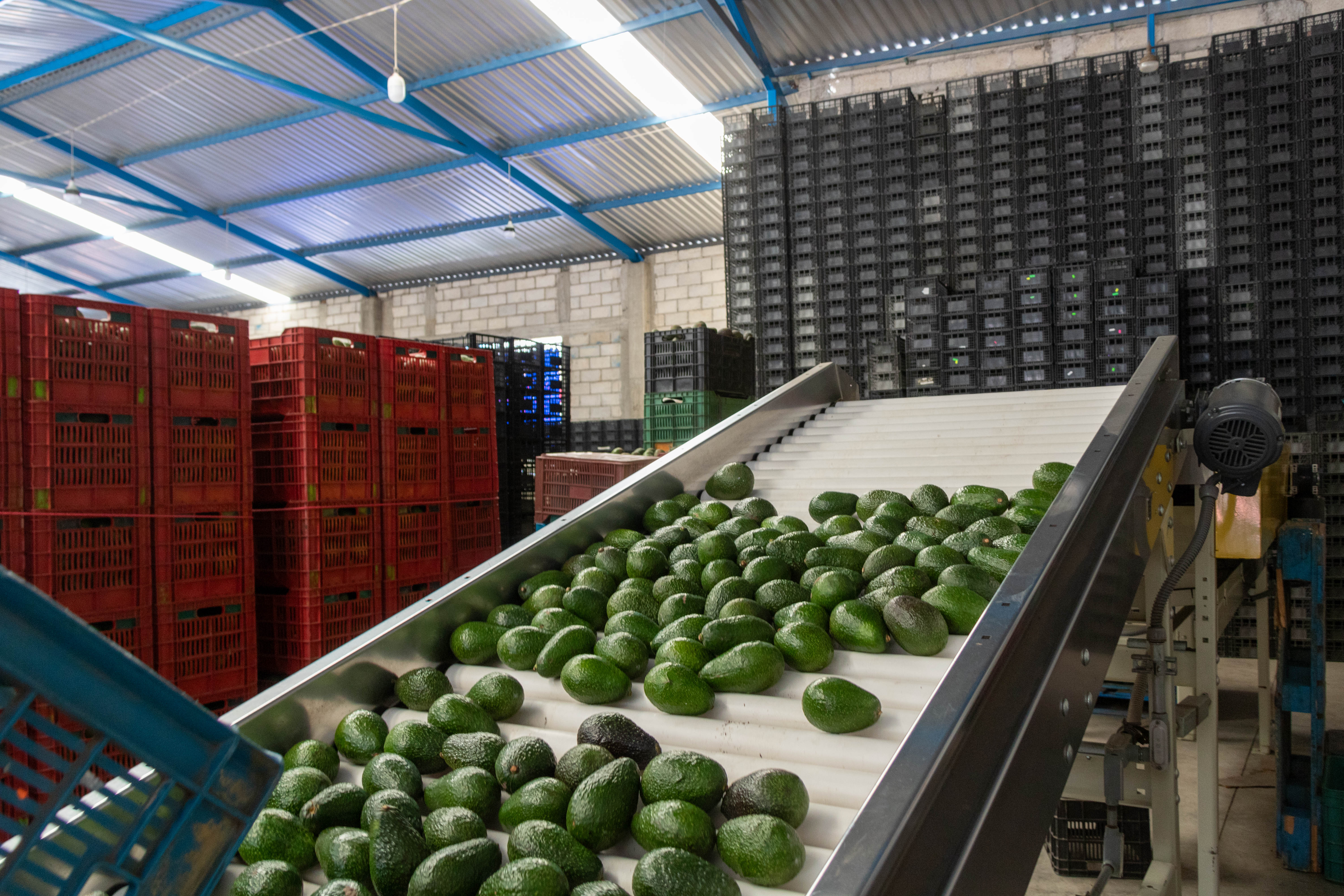 Empacadora de Aguacate "Oro Verde"