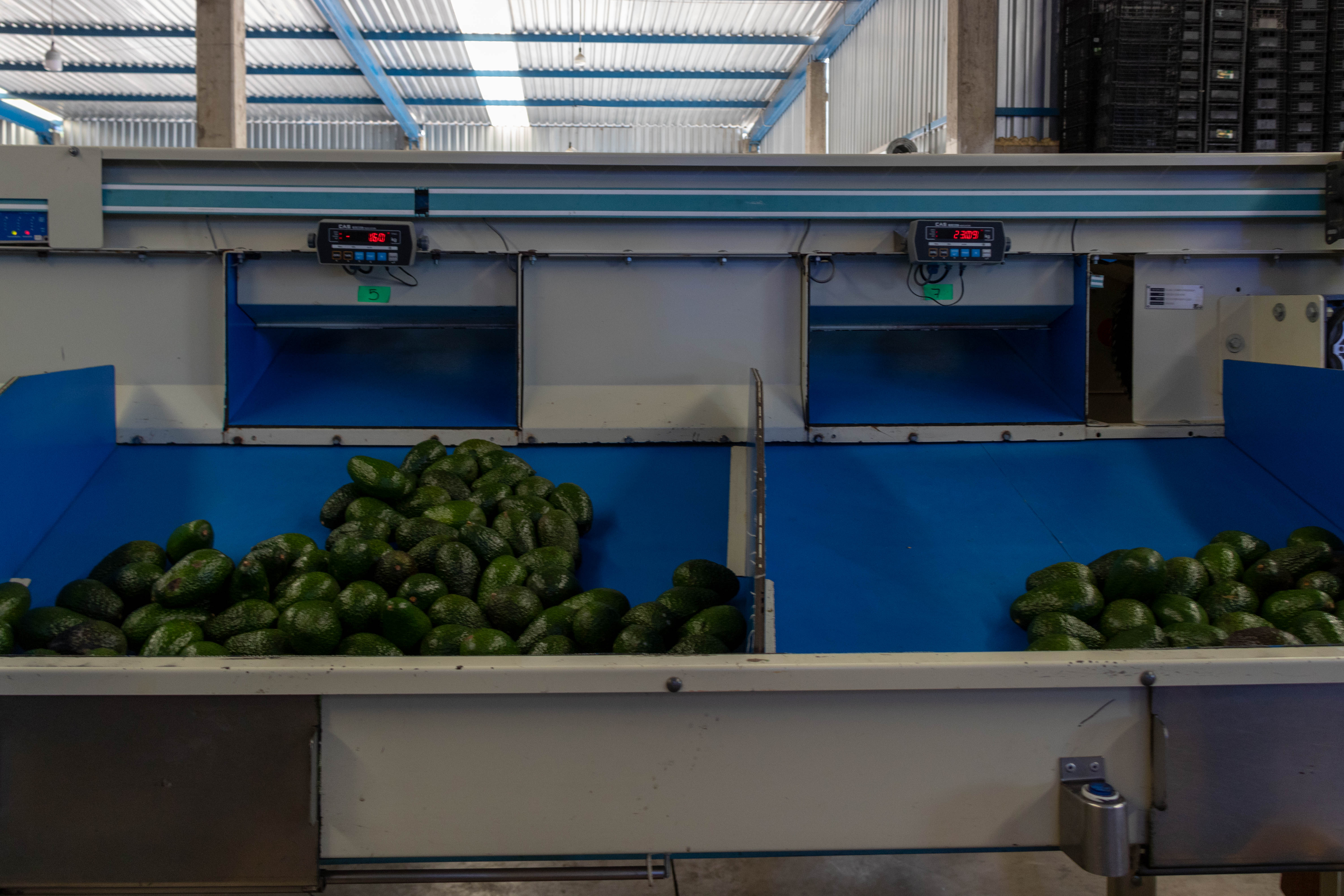 Empacadora de Aguacate "Oro Verde"