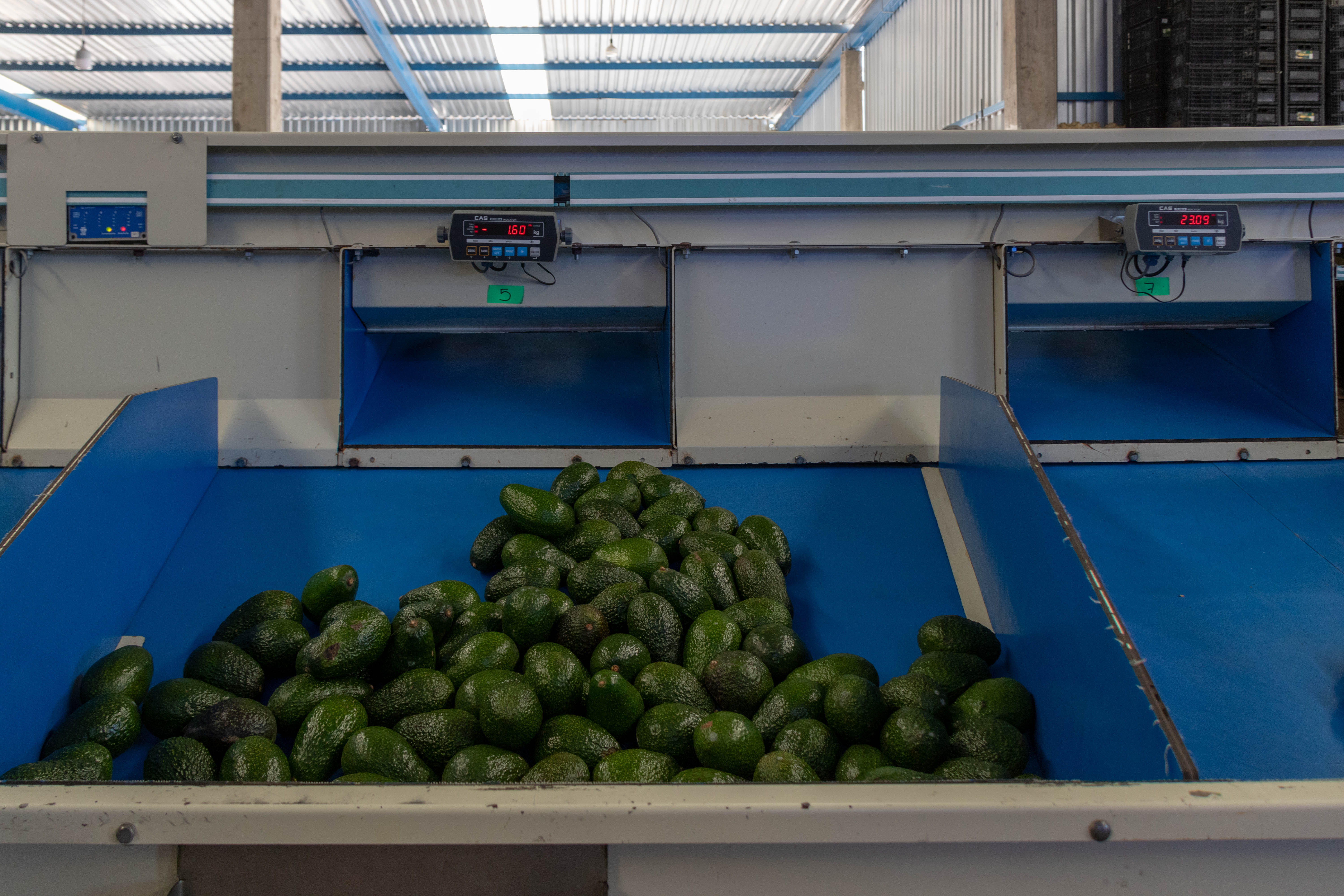 Empacadora de Aguacate "Oro Verde"