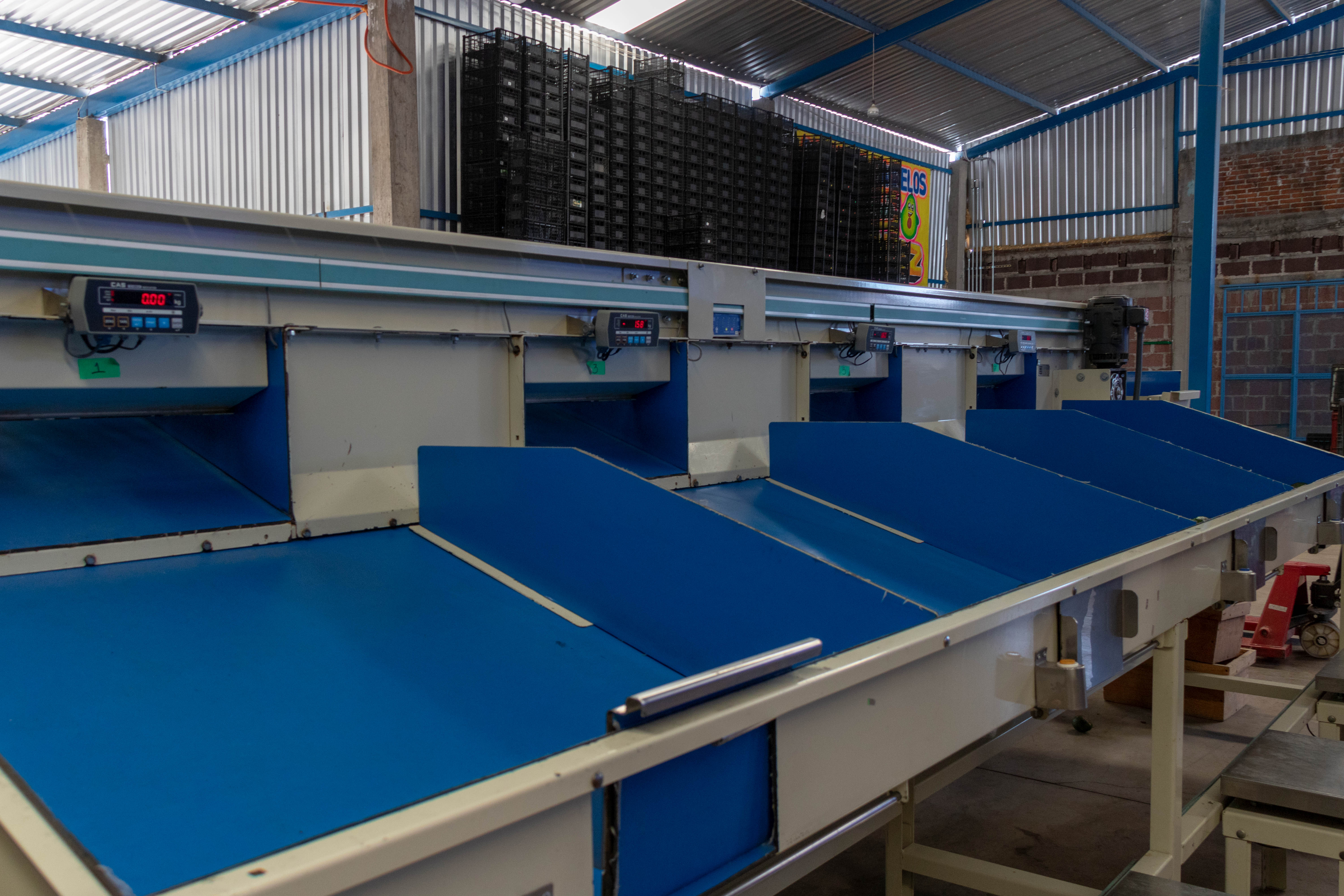 Empacadora de Aguacate "Oro Verde"