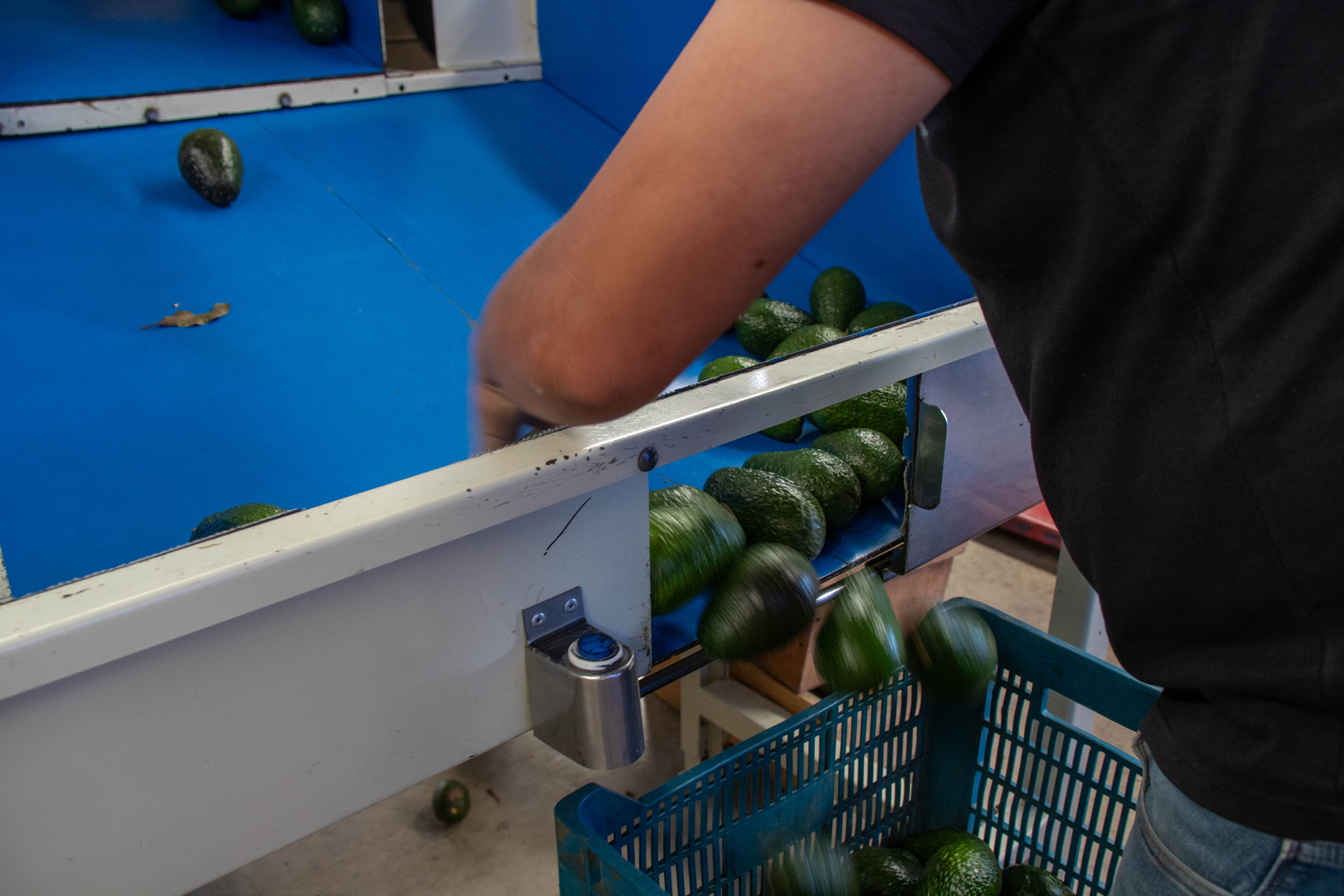 Empacadora de Aguacate "Oro Verde"