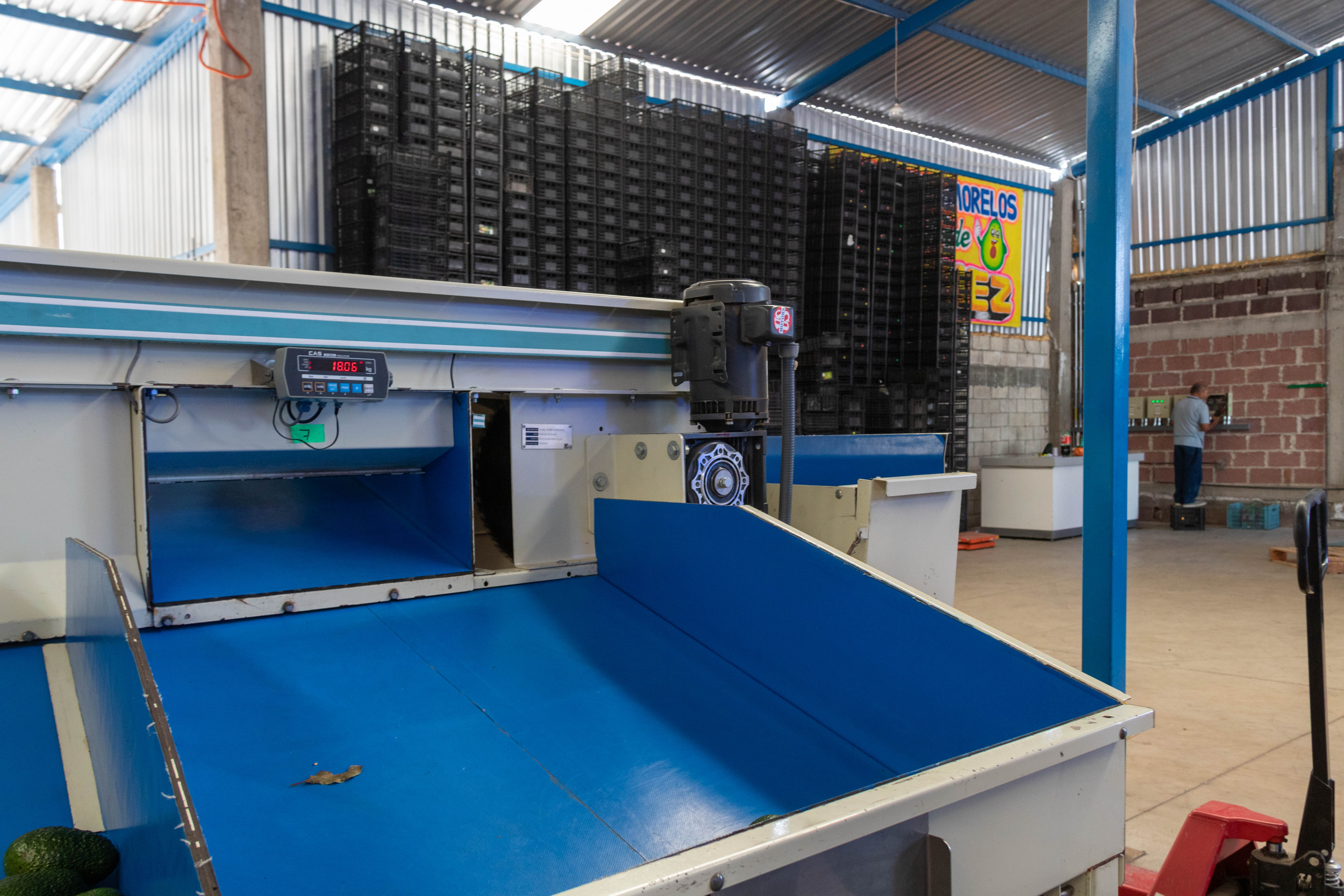 Empacadora de Aguacate "Oro Verde"