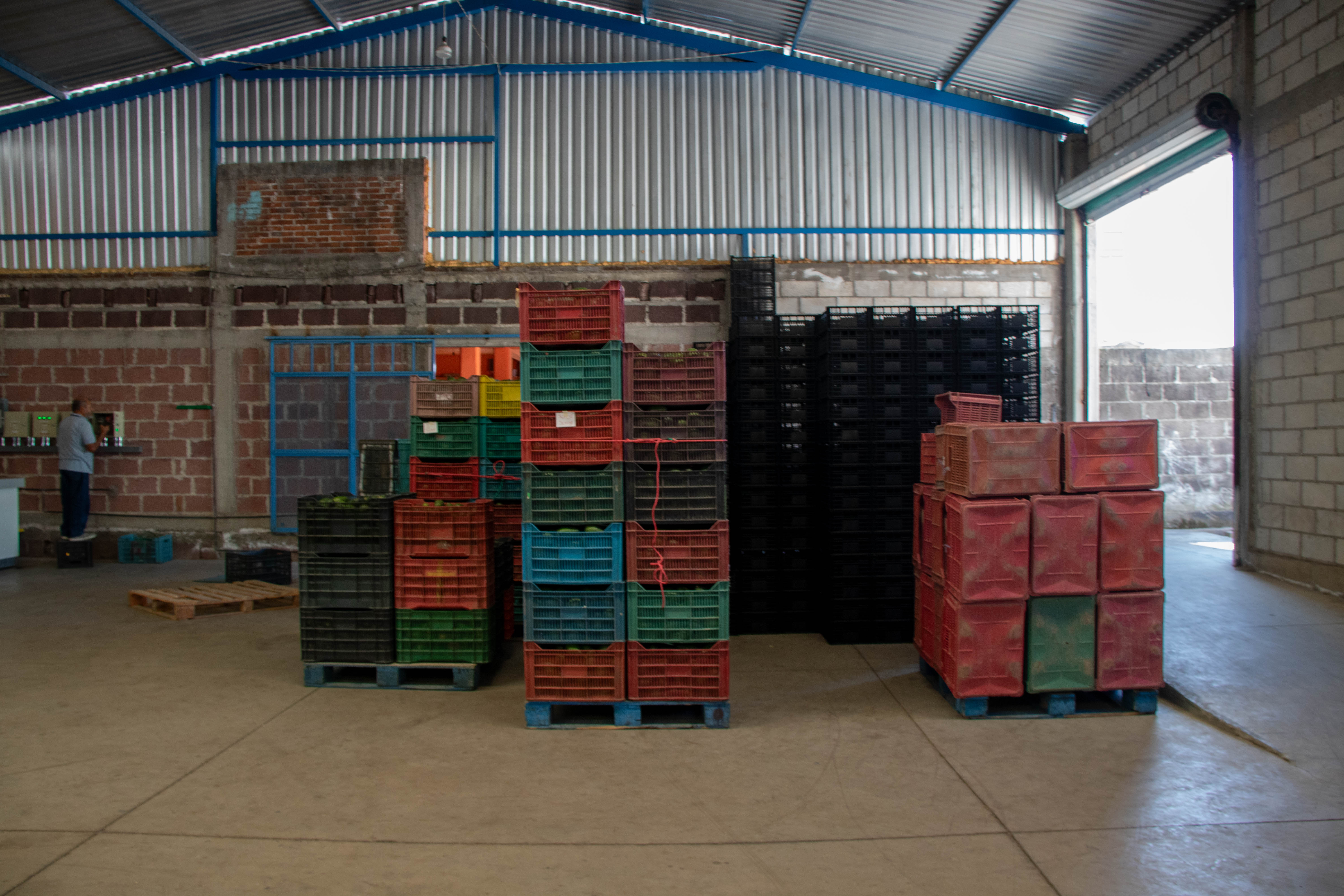 Empacadora de Aguacate "Oro Verde"