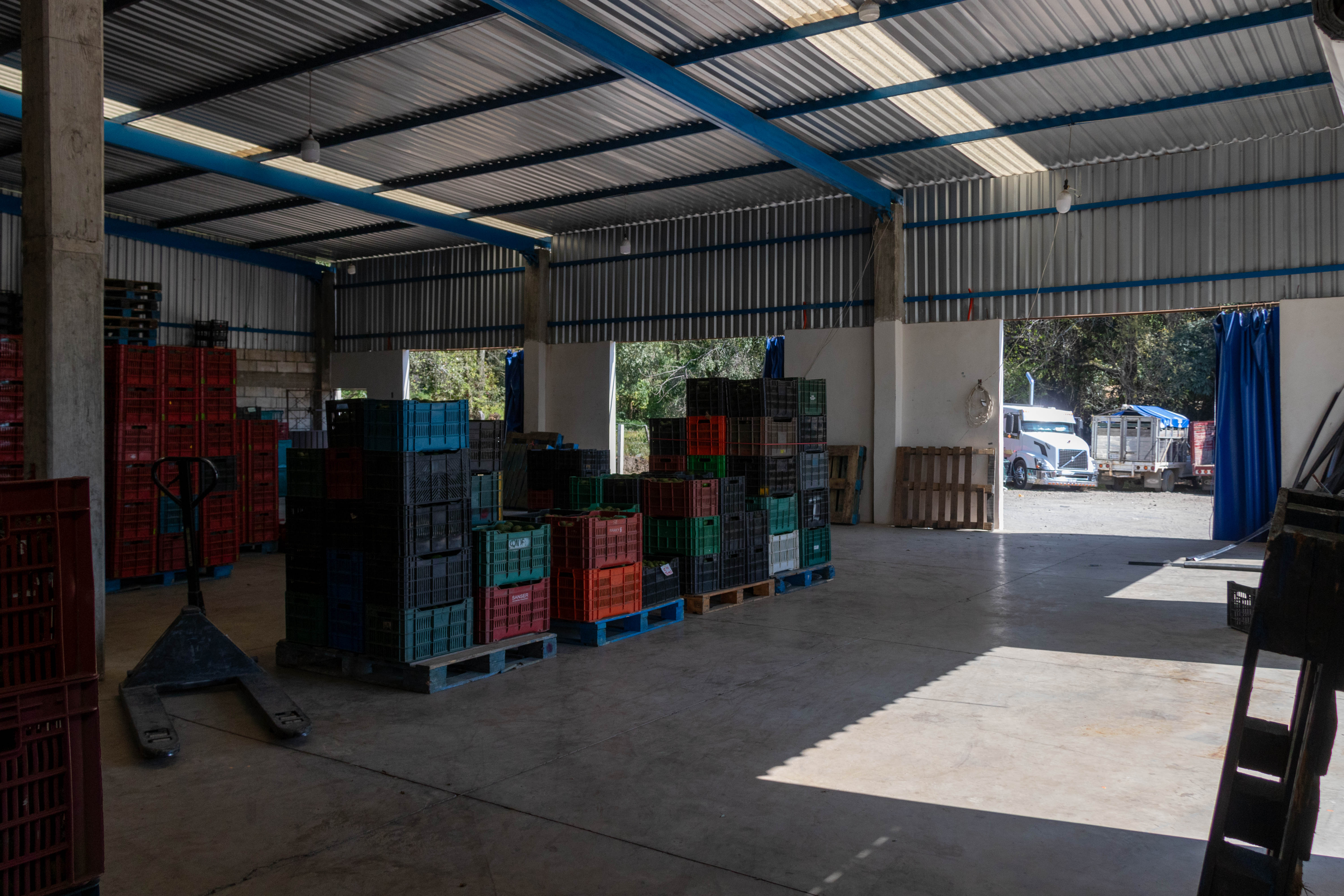 Empacadora de Aguacate "Oro Verde"