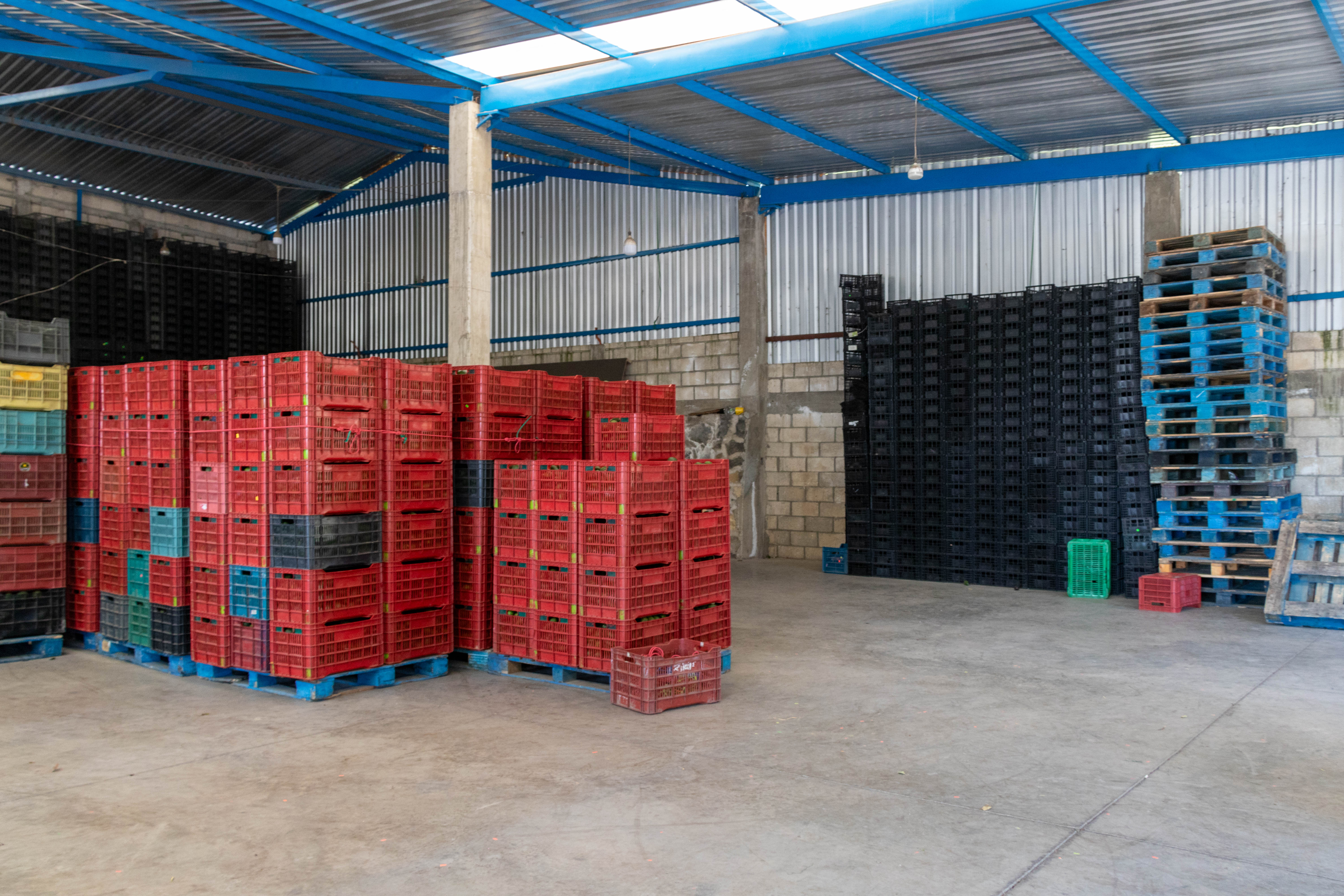 Empacadora de Aguacate "Oro Verde"