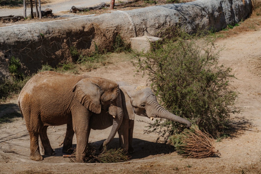 Concluye con éxito campaña de acopio de árboles de Navidad en Morelos