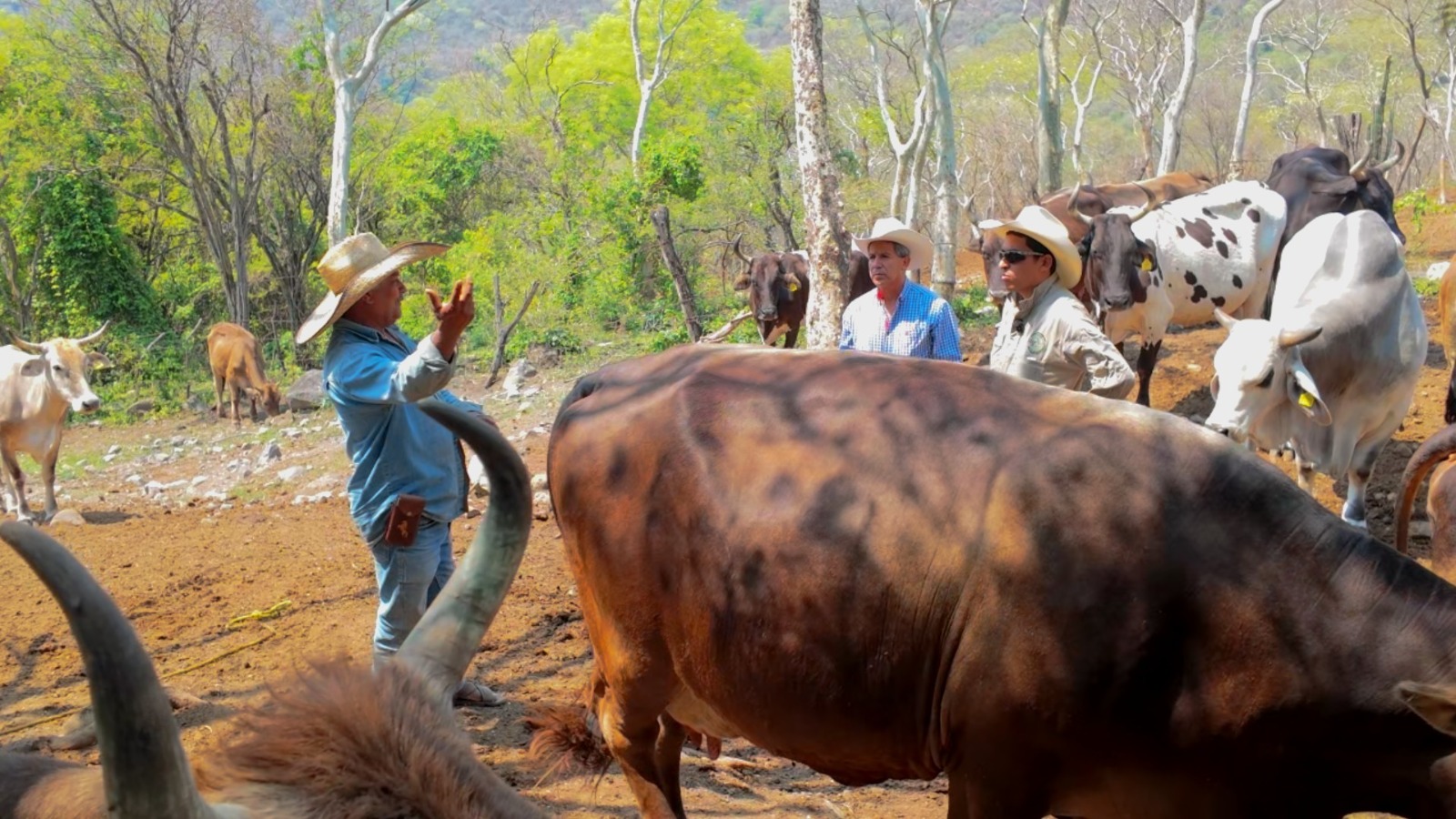 Mantiene Gobierno de Morelos acciones permanentes de contención ante el gusano barrenador del ganado