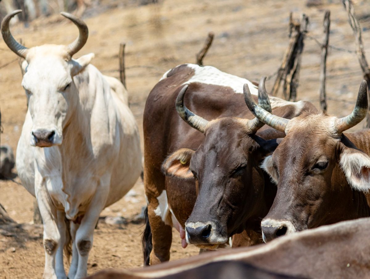 Refuerza Gobierno de “La tierra que nos une” vigilancia sanitaria y acciones preventivas ante el gusano barrenador de ganado