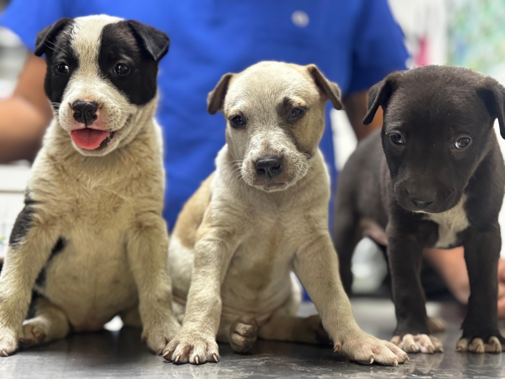 Atiende Gobierno de Morelos denuncia ciudadana y rescata a perrita y sus cachorros en situación de maltrato animal