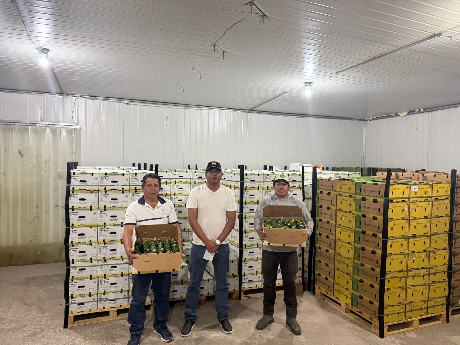 Cumple Morelos acuerdo comercial en Canadá con primer embarque de aguacate