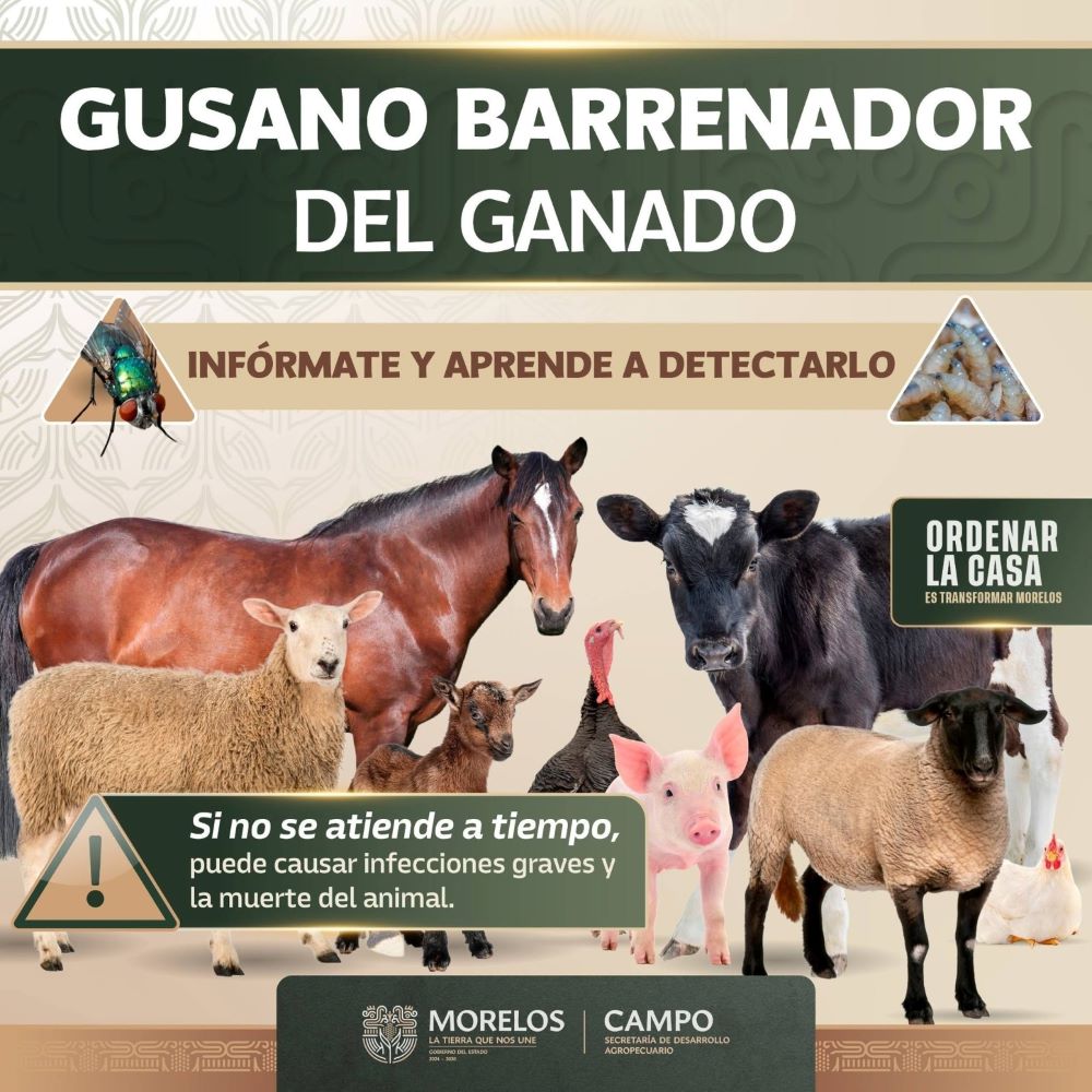 Micrositio informativo sobre acciones de atención al gusano barrenador del ganado (GBG), una herramienta informativa para las y los productores pecuarios