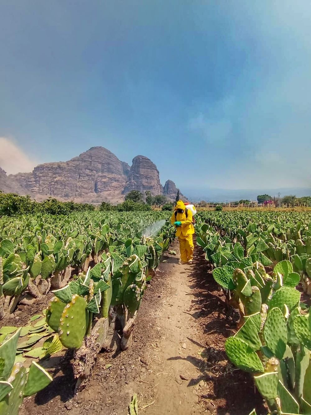 Impulsa Gobierno de “La tierra que nos une” acciones para mantener un campo limpio y libre de envases de agroquímicos