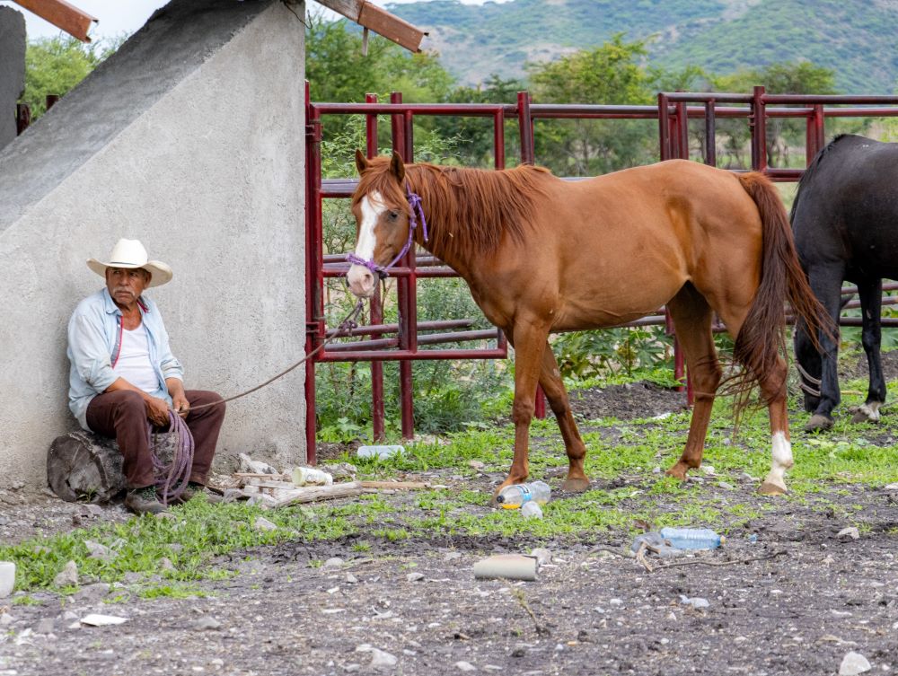 Fomenta Gobierno de Morelos la productividad pecuaria mediante el programa de mejoramiento genético ganadero