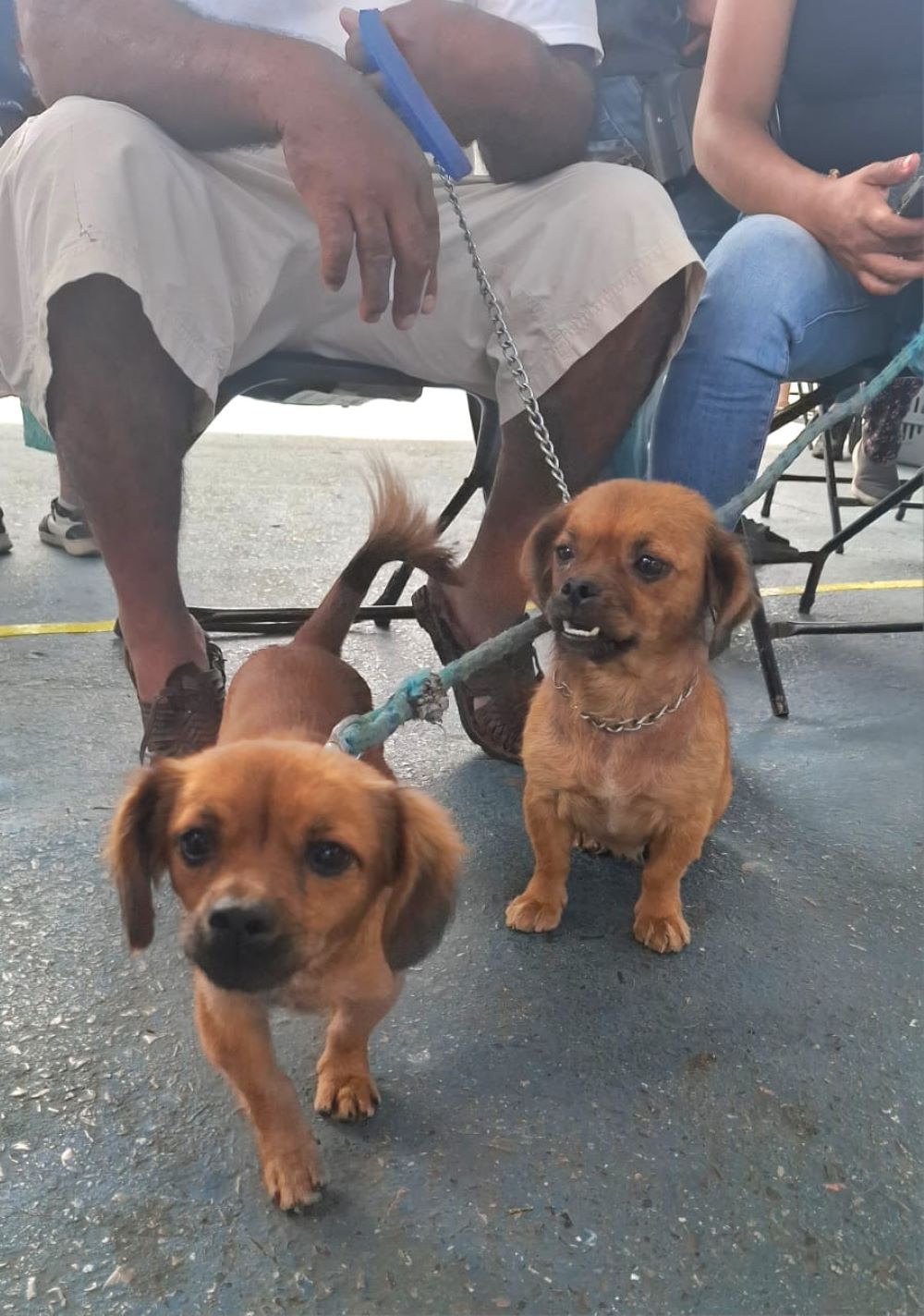 Promueve Gobierno de Morelos bienestar animal con dardeo humanitario y esterilizaciones del Registro Único de Mascotas