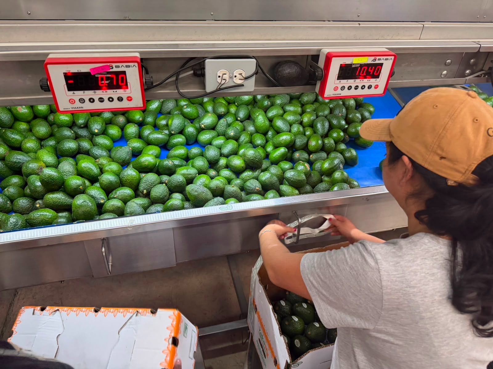 Consolida Gobierno de Morelos exportación de aguacate hacia Mercados Internacionales
