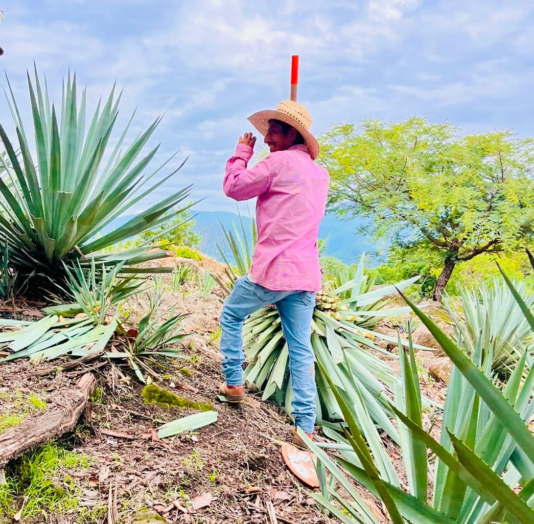 Acompaña Gobierno de Morelos a productoras y productores de mezcal hacia la certificación