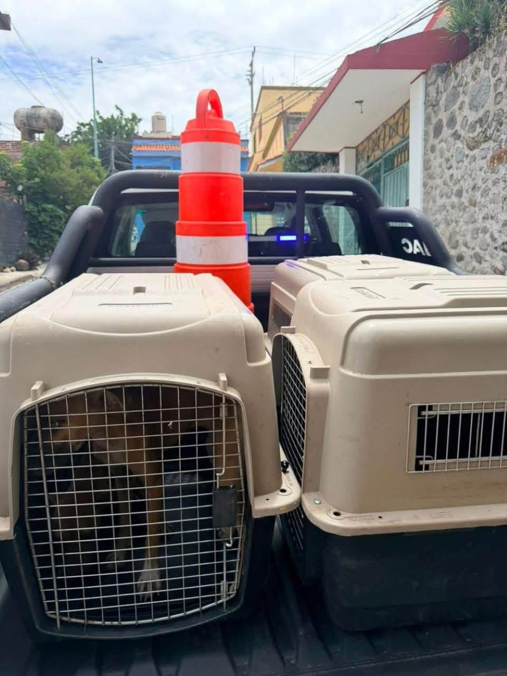 Rescata Gobierno de Morelos a seis perritos en cuernavaca gracias a una denuncia ciudadana