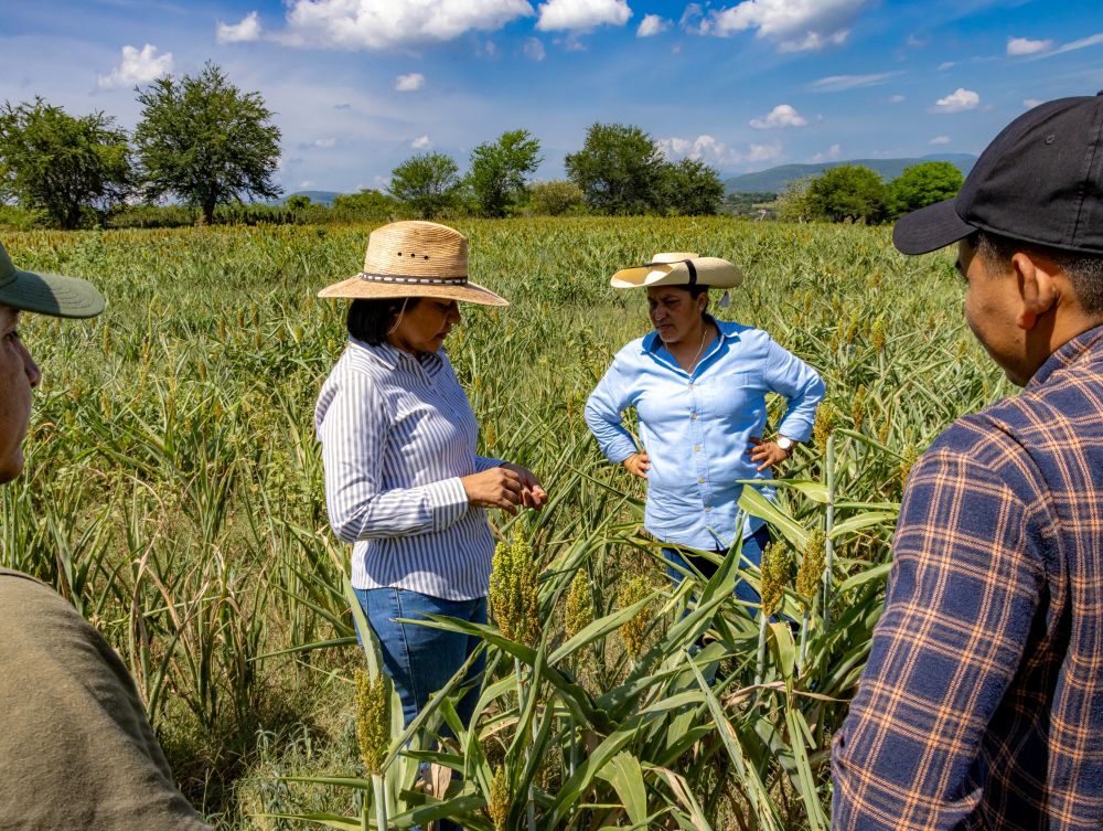 Activa Gobierno de Morelos Protocolos y Seguros para atender efectos de la sequía en el campo