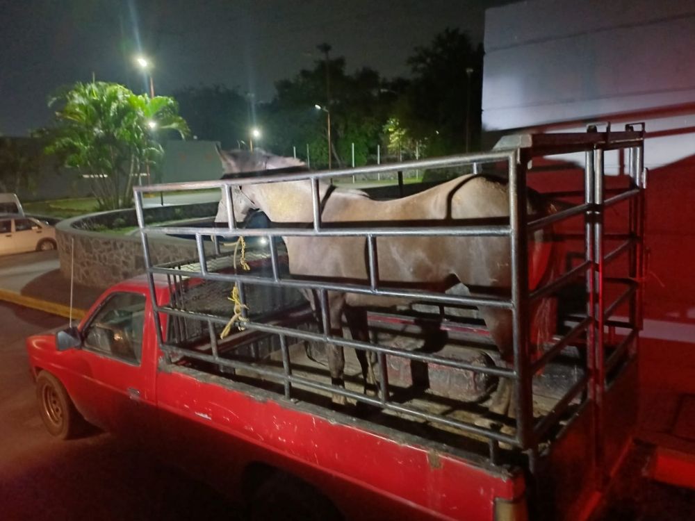  Estrategia “Morelos por la Seguridad” permite asegurar a tres hombres por robo de vehículo con violencia y abigeato en Cuernavaca