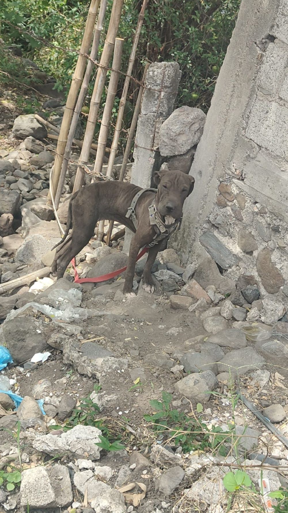 Atiende SDS denuncia ciudadana y protege a canino en condiciones que comprometían su bienestar