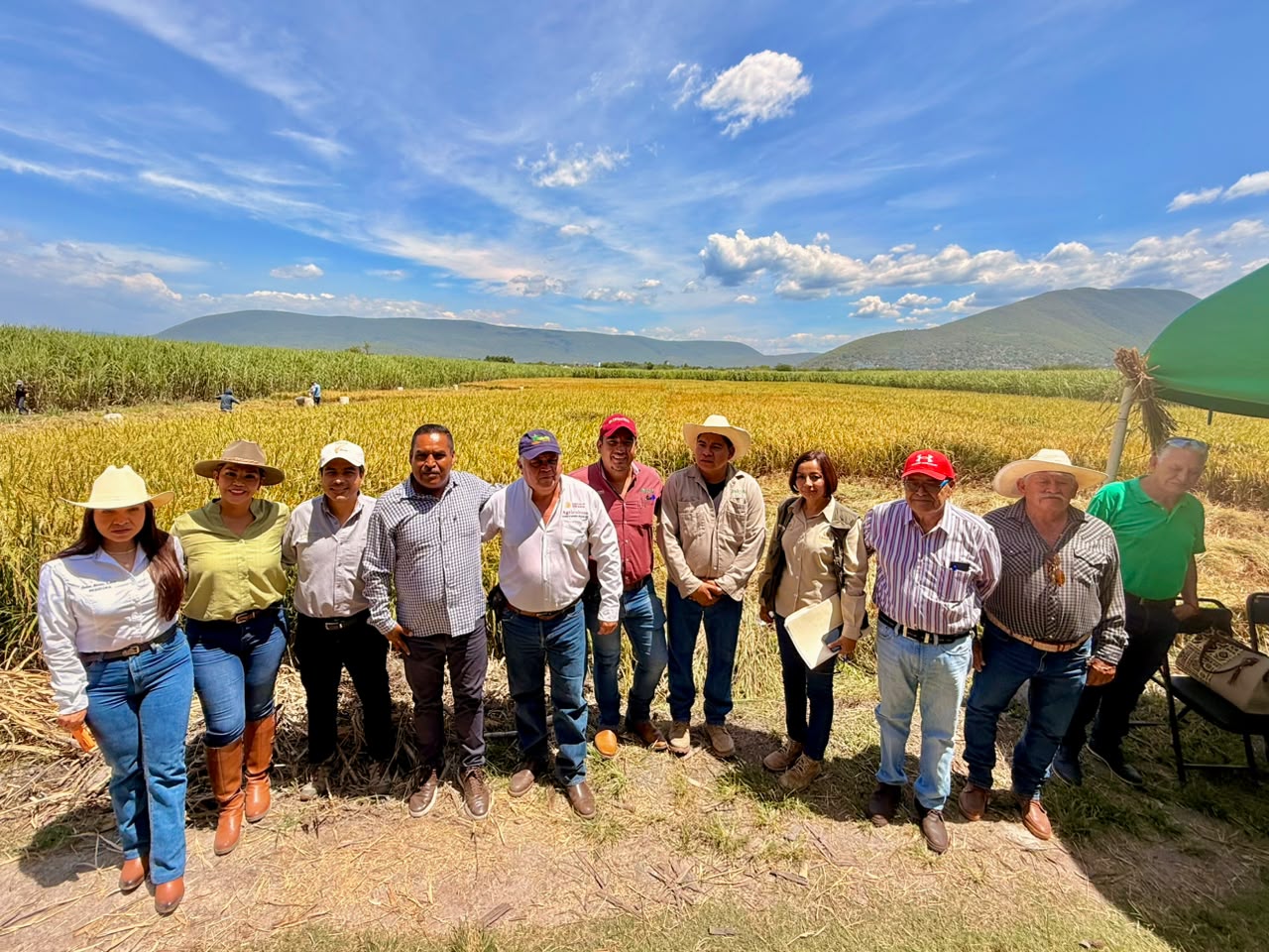 Refuerza Sedagro estrategia para impulsar el arroz morelense