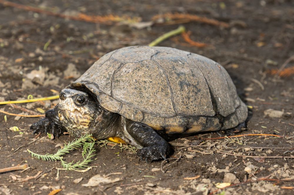Impulsa Gobierno estatal la conservación de la tortuga casquito en Cuautla