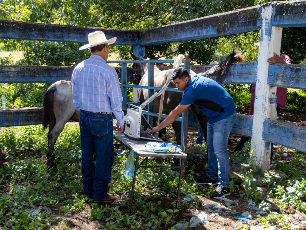 Verifica SEDAGRO avances de inseminación artificial en yeguas de Tlaltizapán