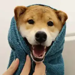 Dog grooming