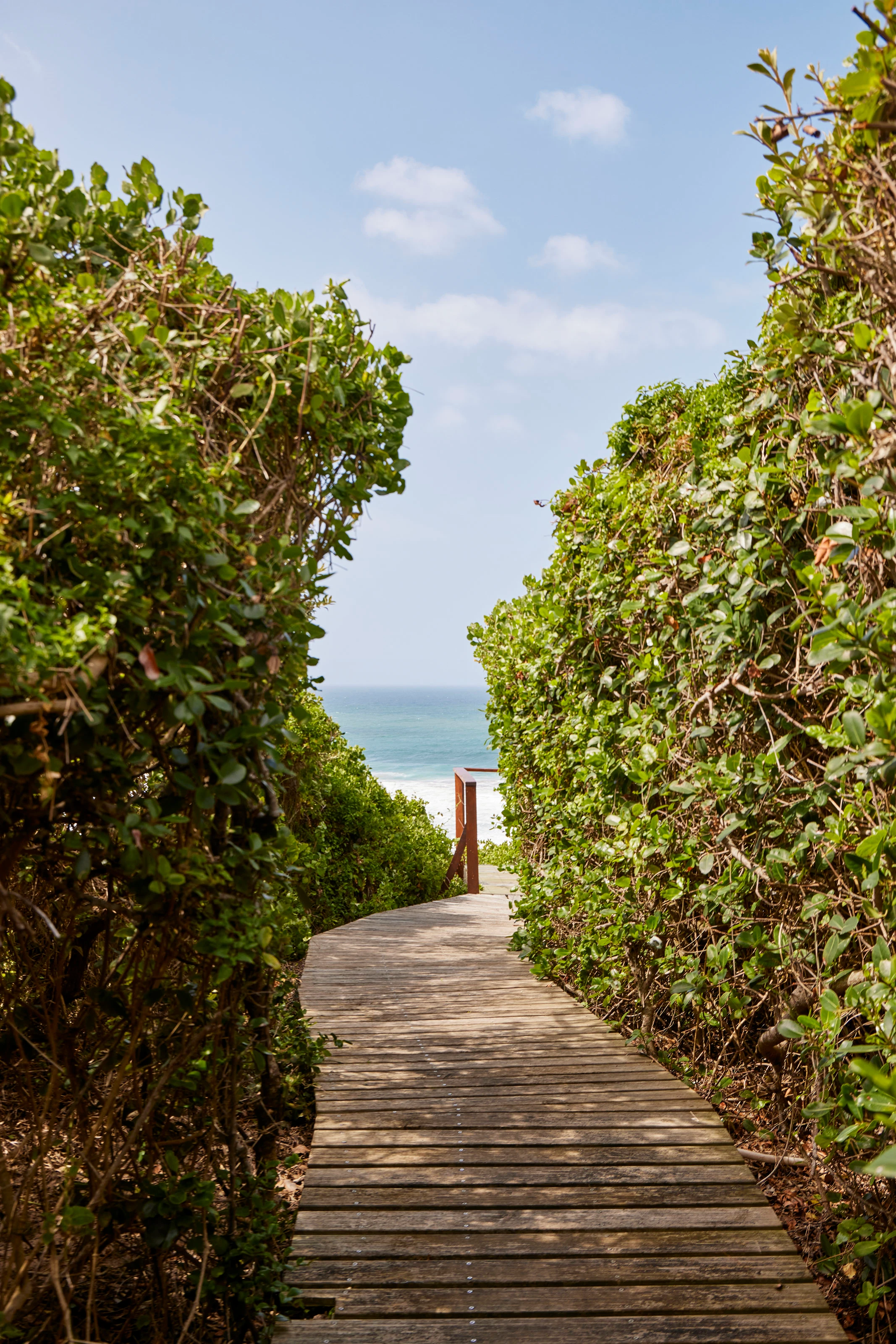 Wooden boardwalk between green bushes leading toward the ocean under a blue sky.